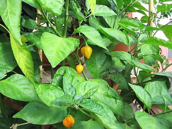 40 Yellow SCOTCH BONNET PEPPER very hot Jamaican Capsicum Chinense Vegetable Seeds - Image 7