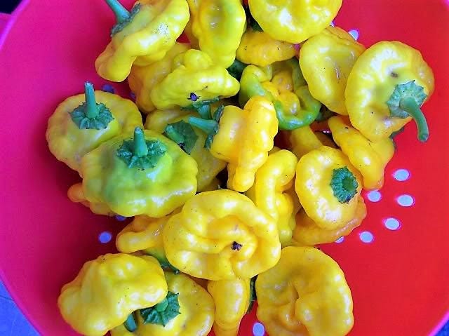 40 Yellow SCOTCH BONNET PEPPER very hot Jamaican Capsicum Chinense Vegetable Seeds - Image 9