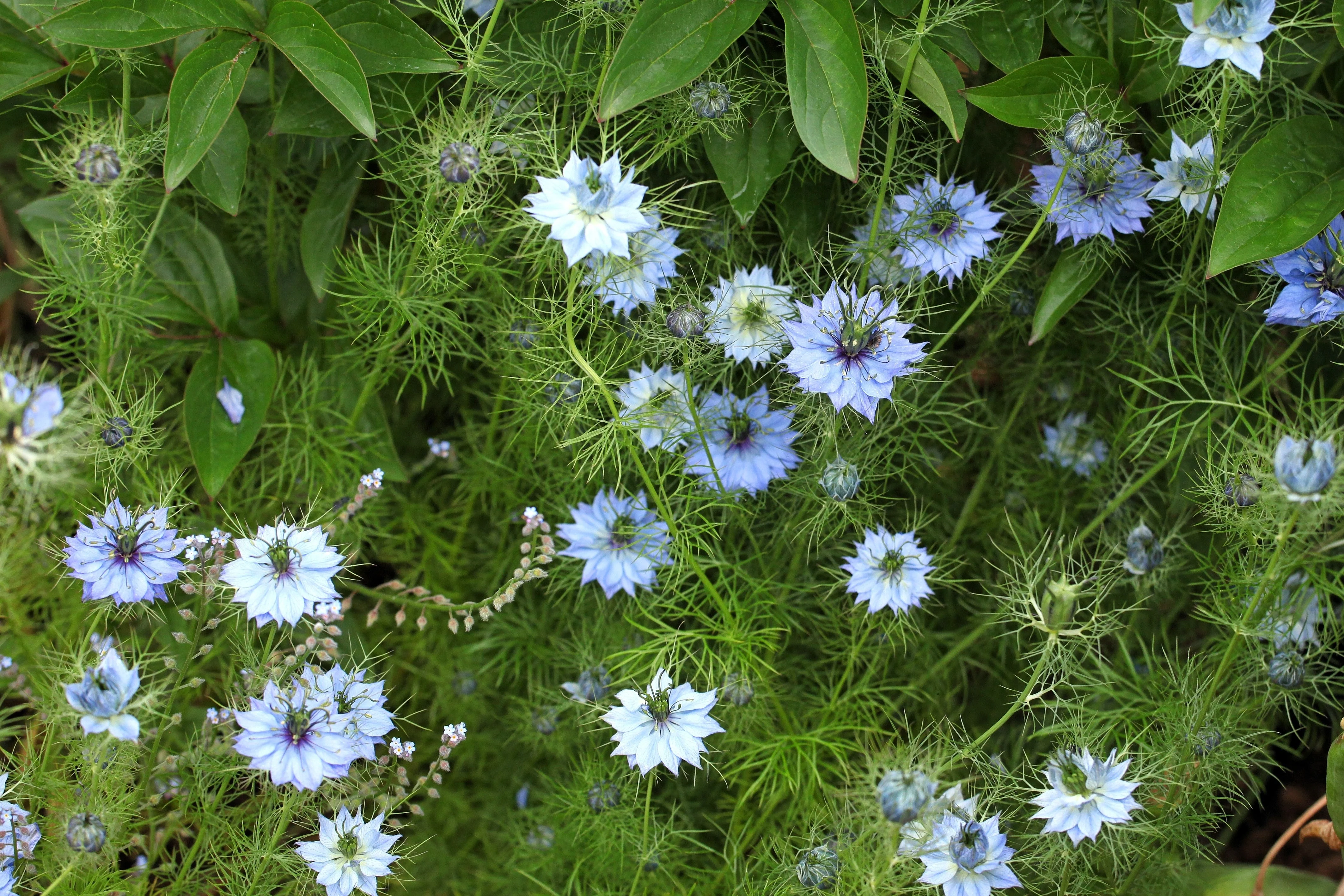 400 Blue & White LOVE IN A MIST Nigella Damascena Fennel Flower Seeds - Image 5