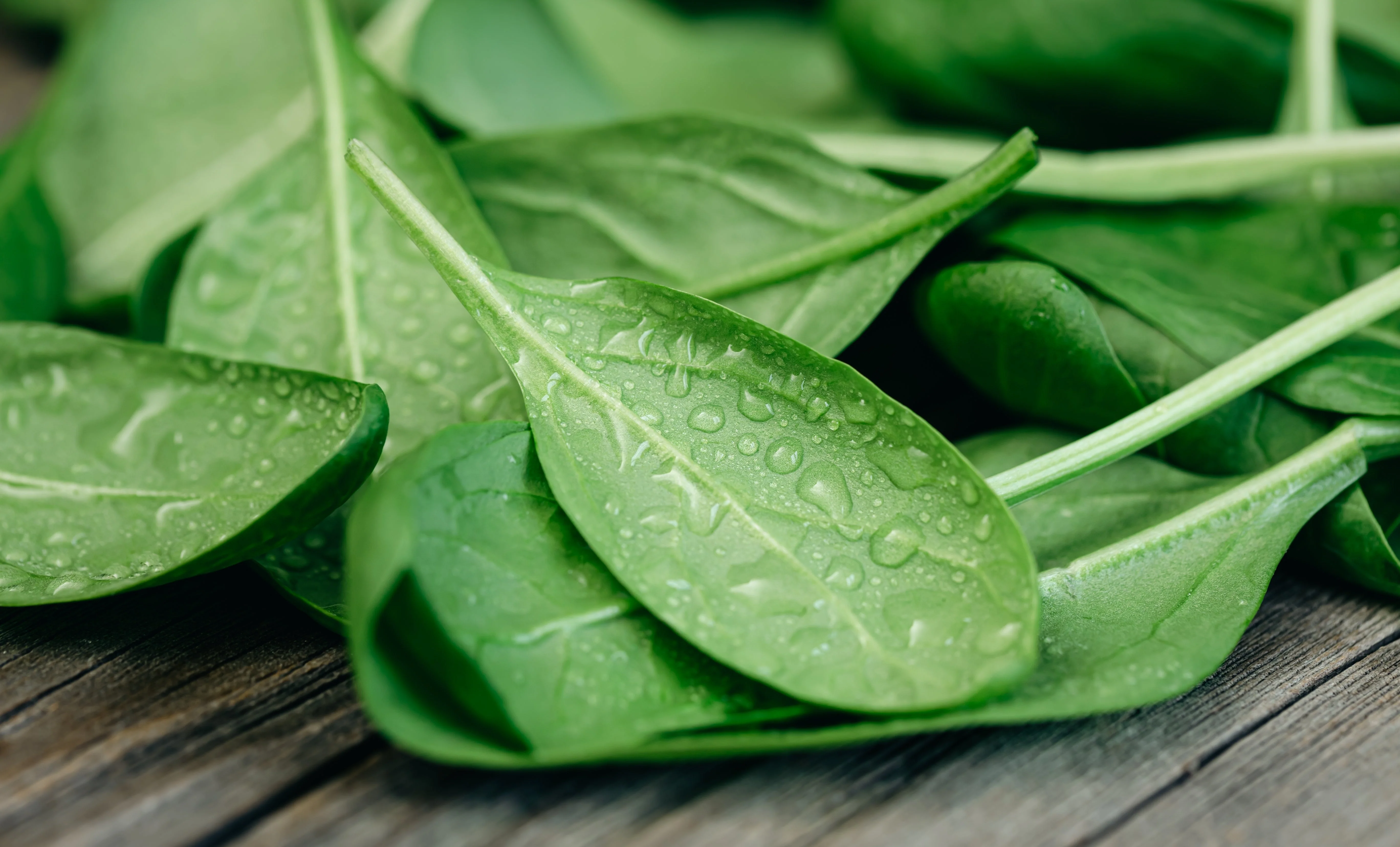 400 Monstrueux De VIROFLAY SPINACH French Spinacia Oleracea Vegetable Seeds