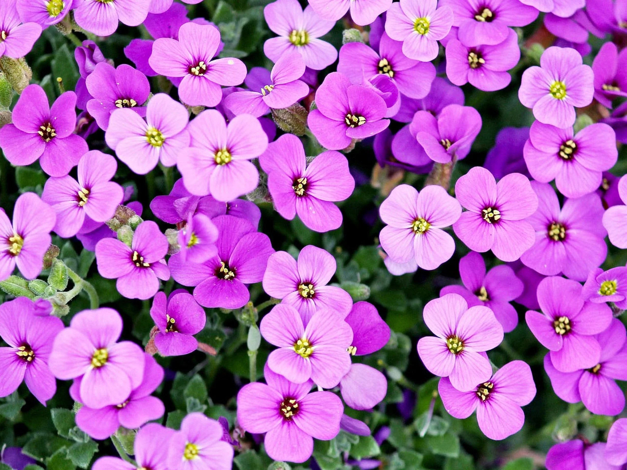 400 RAINBOW ROCKCRESS Rock Cress Large Flowered Aubrieta Cultorum Flower Seeds - Image 5
