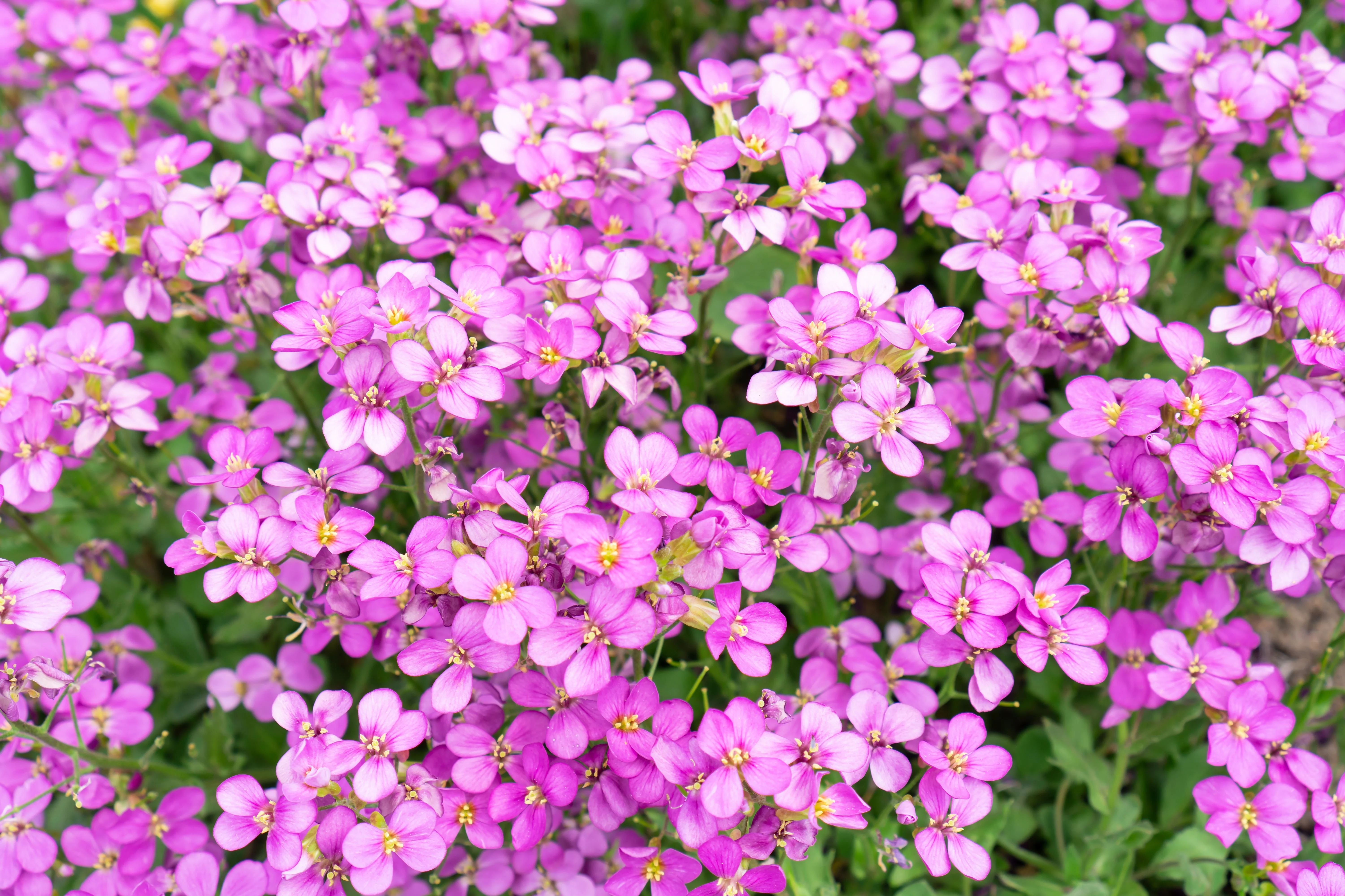 400 RAINBOW ROCKCRESS Rock Cress Large Flowered Aubrieta Cultorum Flower Seeds - Image 9