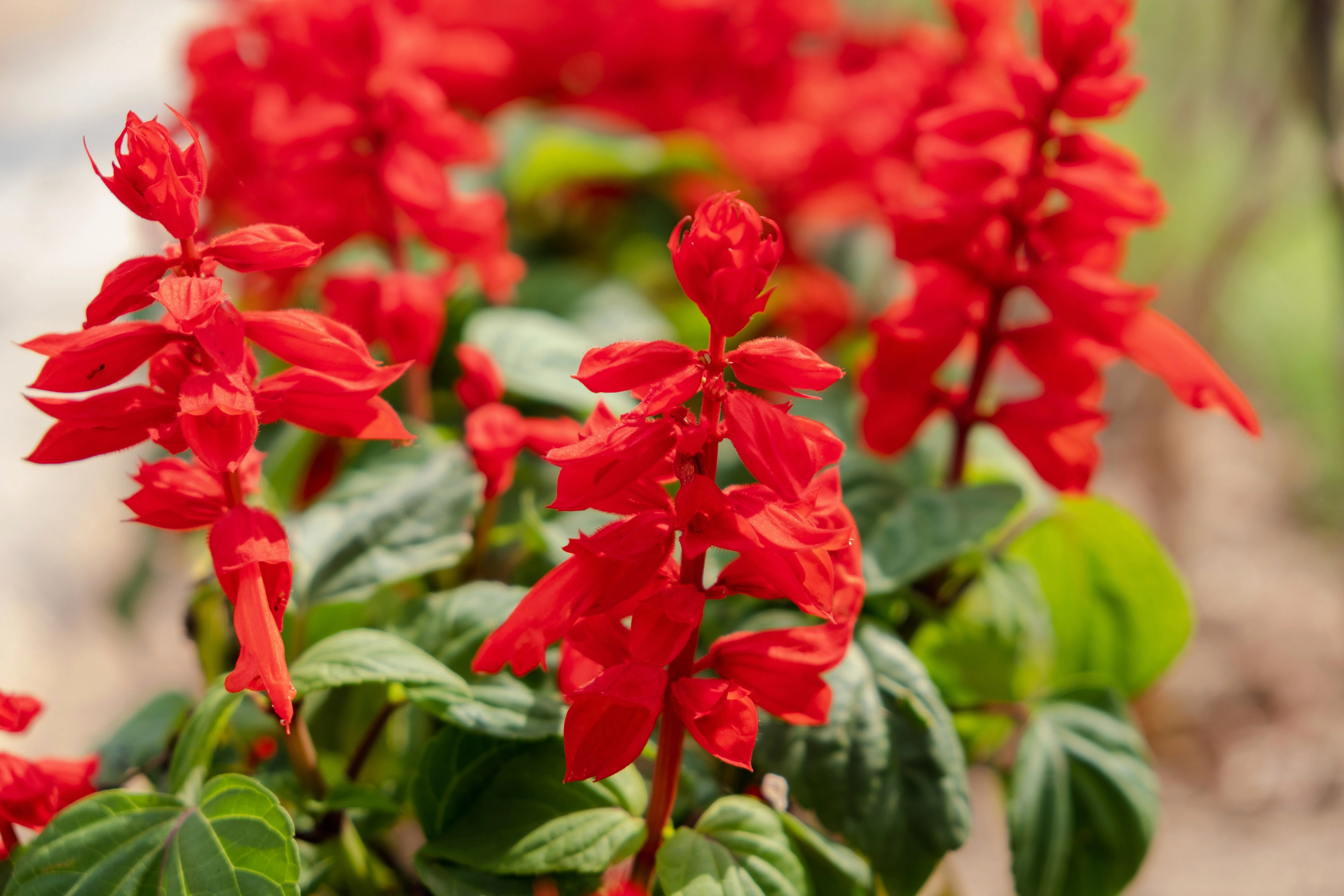 400 SCARLET SAGE (Lady-In-Red Salvia / Blood Sage / Red Texas Sage) Salvia Coccinea Flower Seeds - Image 2