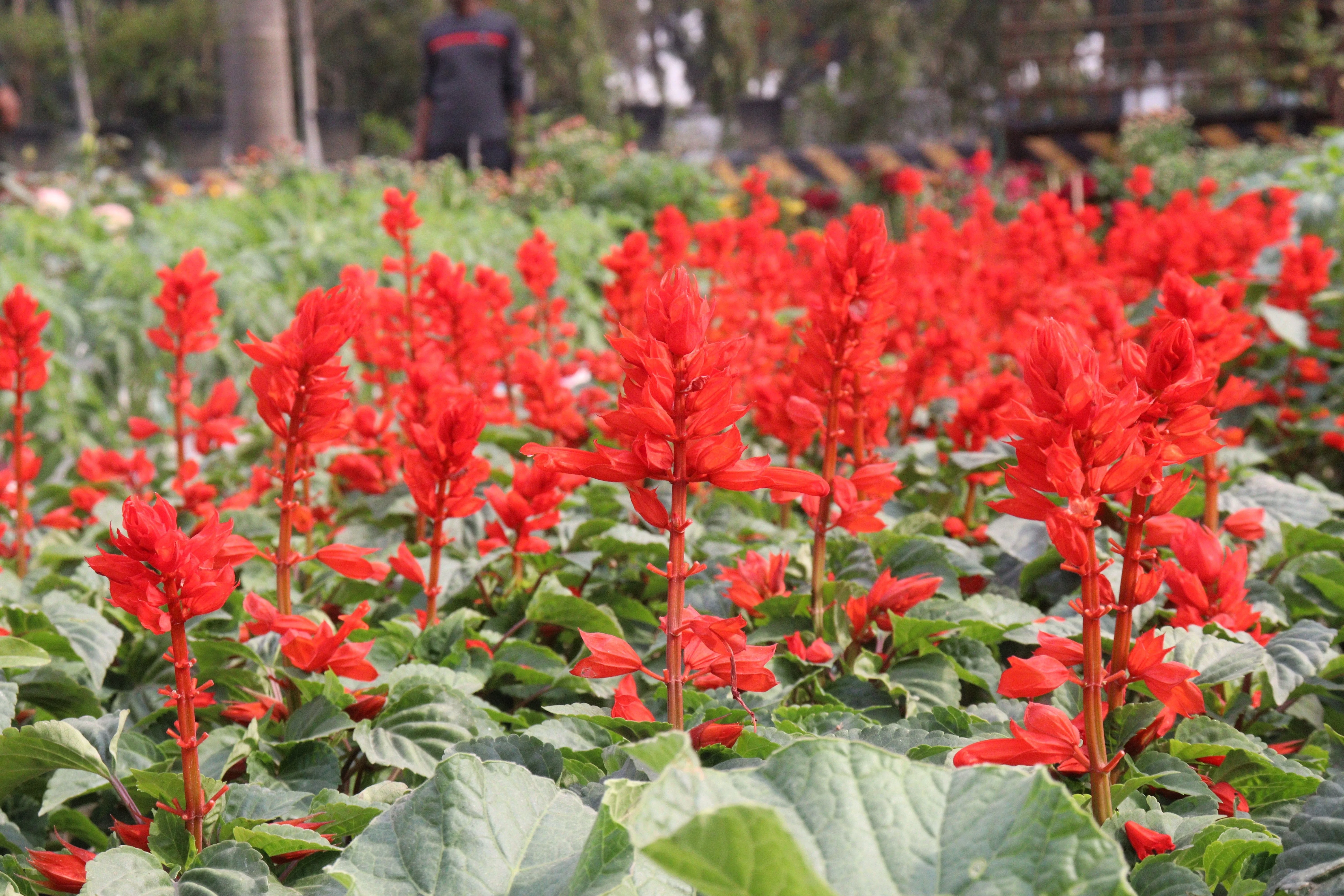 400 SCARLET SAGE (Lady-In-Red Salvia / Blood Sage / Red Texas Sage) Salvia Coccinea Flower Seeds - Image 3
