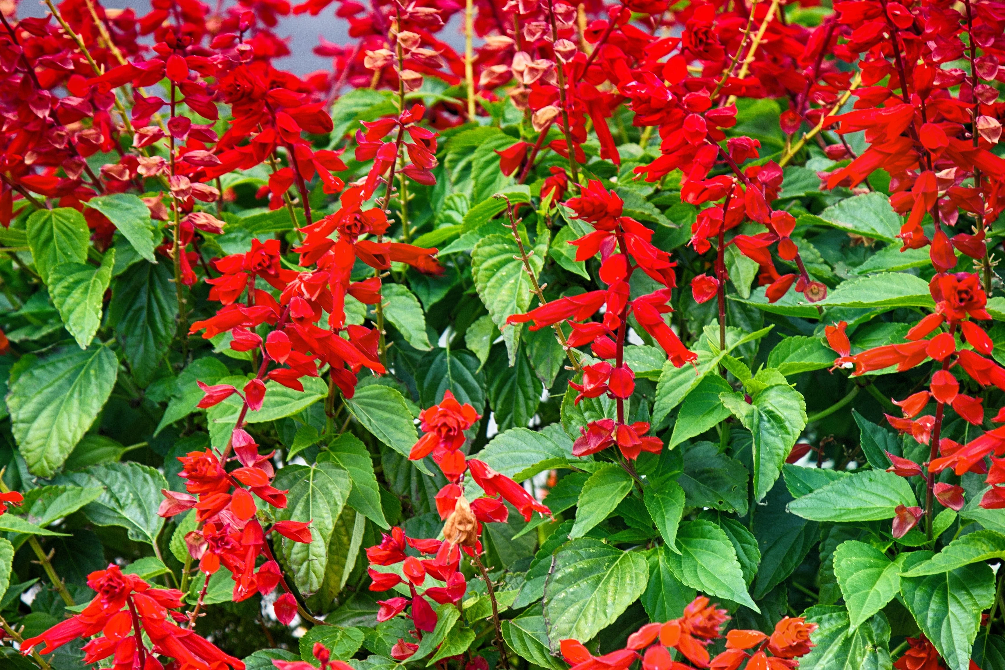 400 SCARLET SAGE (Lady-In-Red Salvia / Blood Sage / Red Texas Sage) Salvia Coccinea Flower Seeds - Image 4