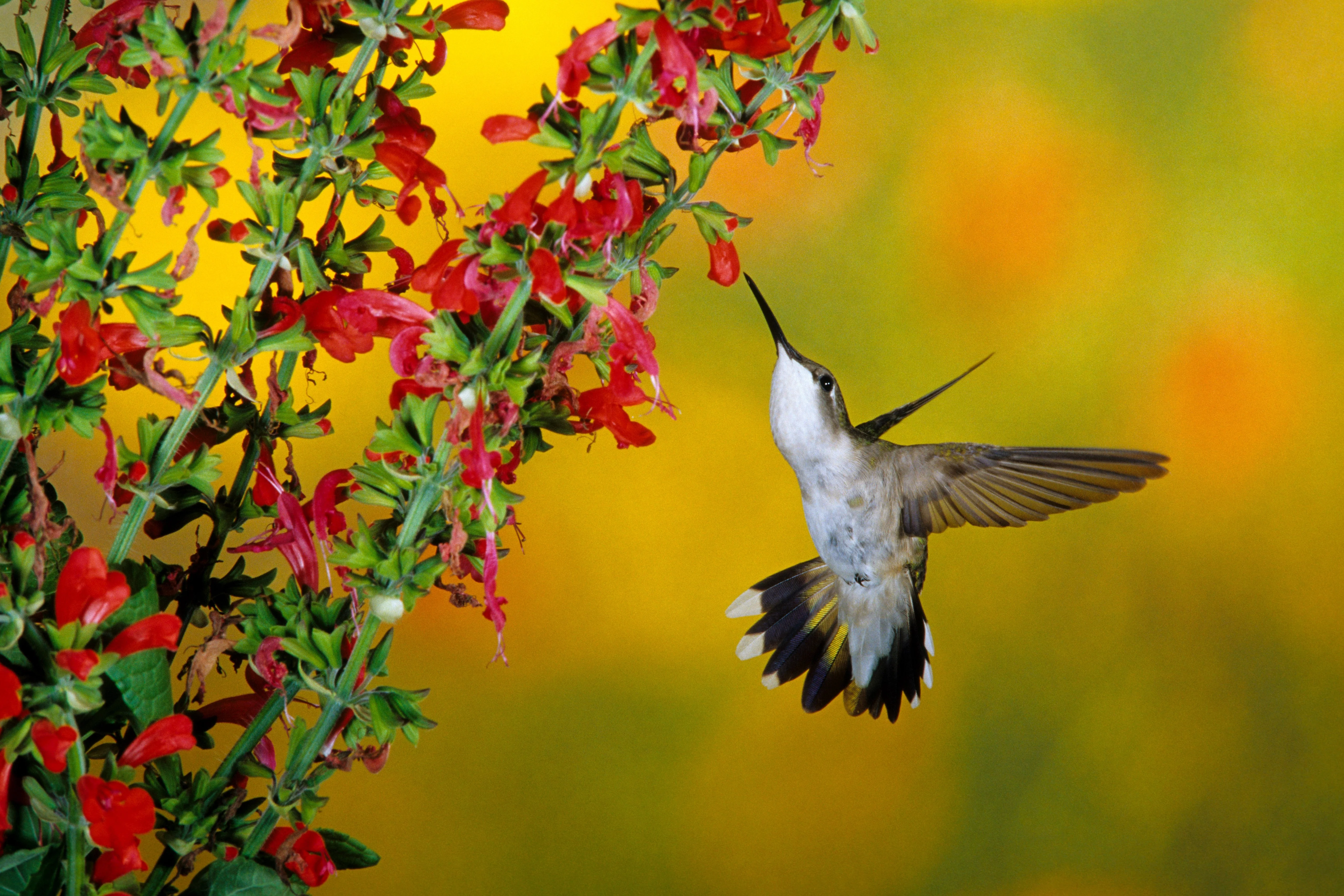 400 SCARLET SAGE (Lady-In-Red Salvia / Blood Sage / Red Texas Sage) Salvia Coccinea Flower Seeds - Image 5