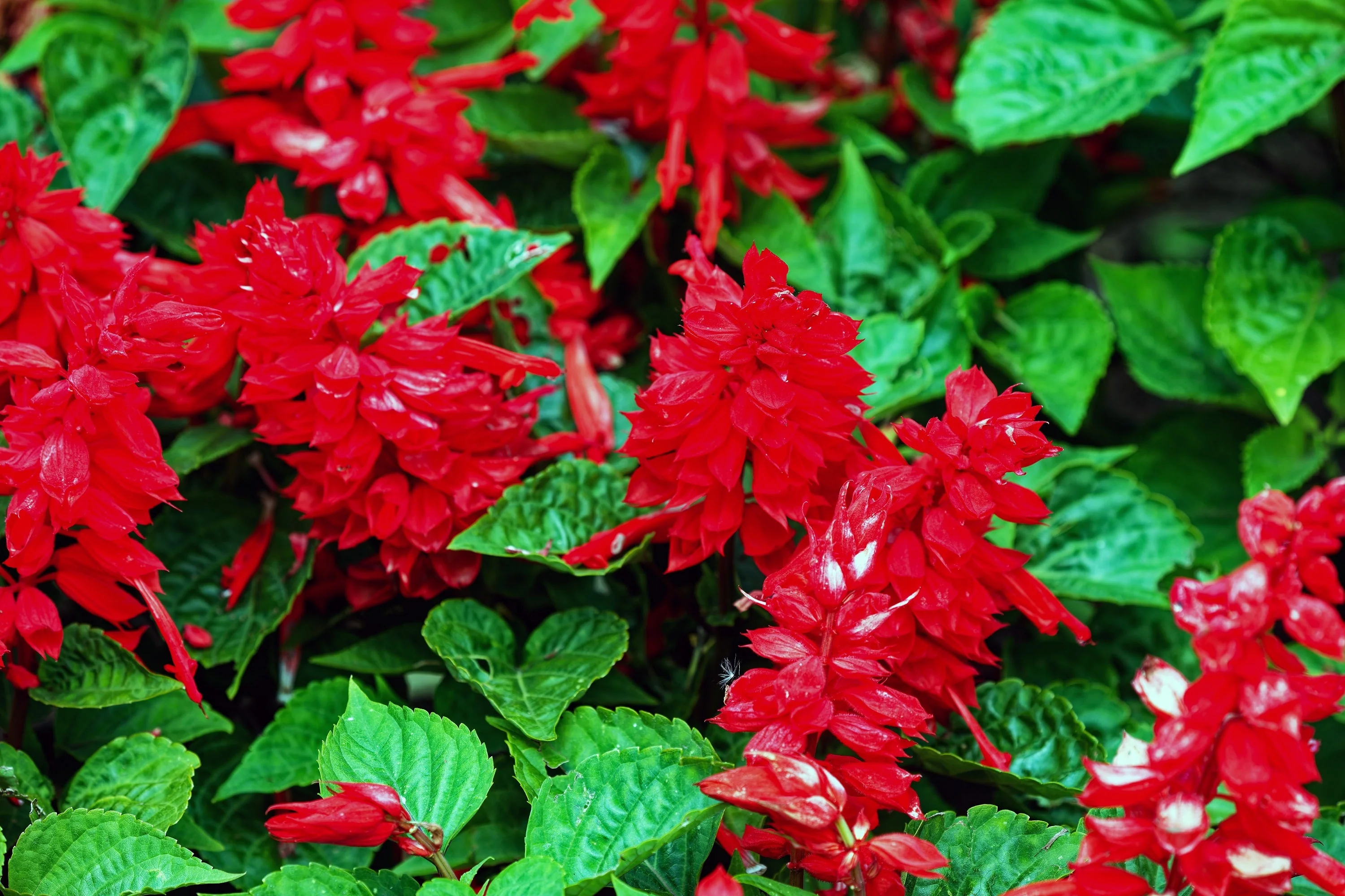 400 SCARLET SAGE (Lady-In-Red Salvia / Blood Sage / Red Texas Sage) Salvia Coccinea Flower Seeds - Image 9