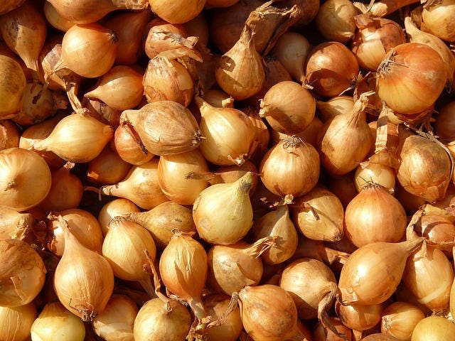 400 Texas EARLY GRANO ONION Large Sweet Yellow Allium Cepa Vegetable Seeds - Image 5