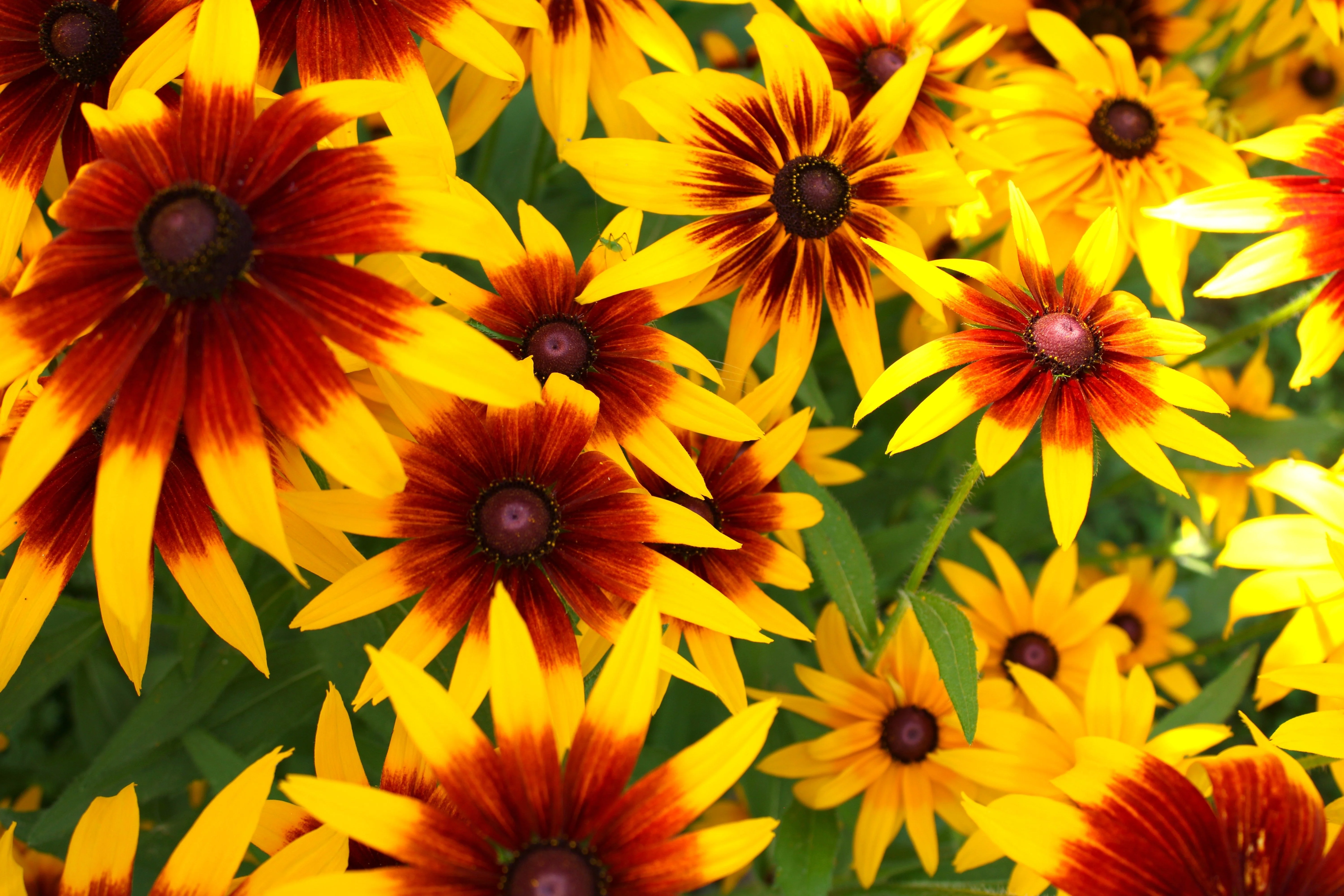 4000 Indian Summer GLORIOSA DAISY Rudbeckia Hirta Red Yellow Brown Flower Seeds - Image 3