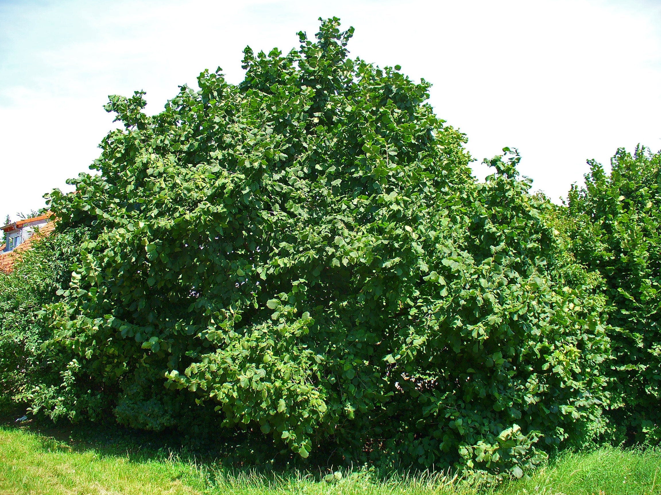 5 AMERICAN HAZELNUT TREE aka Filbert Corylus Americana Fruit Nut Seeds - Image 2