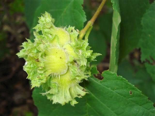 5 AMERICAN HAZELNUT TREE aka Filbert Corylus Americana Fruit Nut Seeds - Image 8