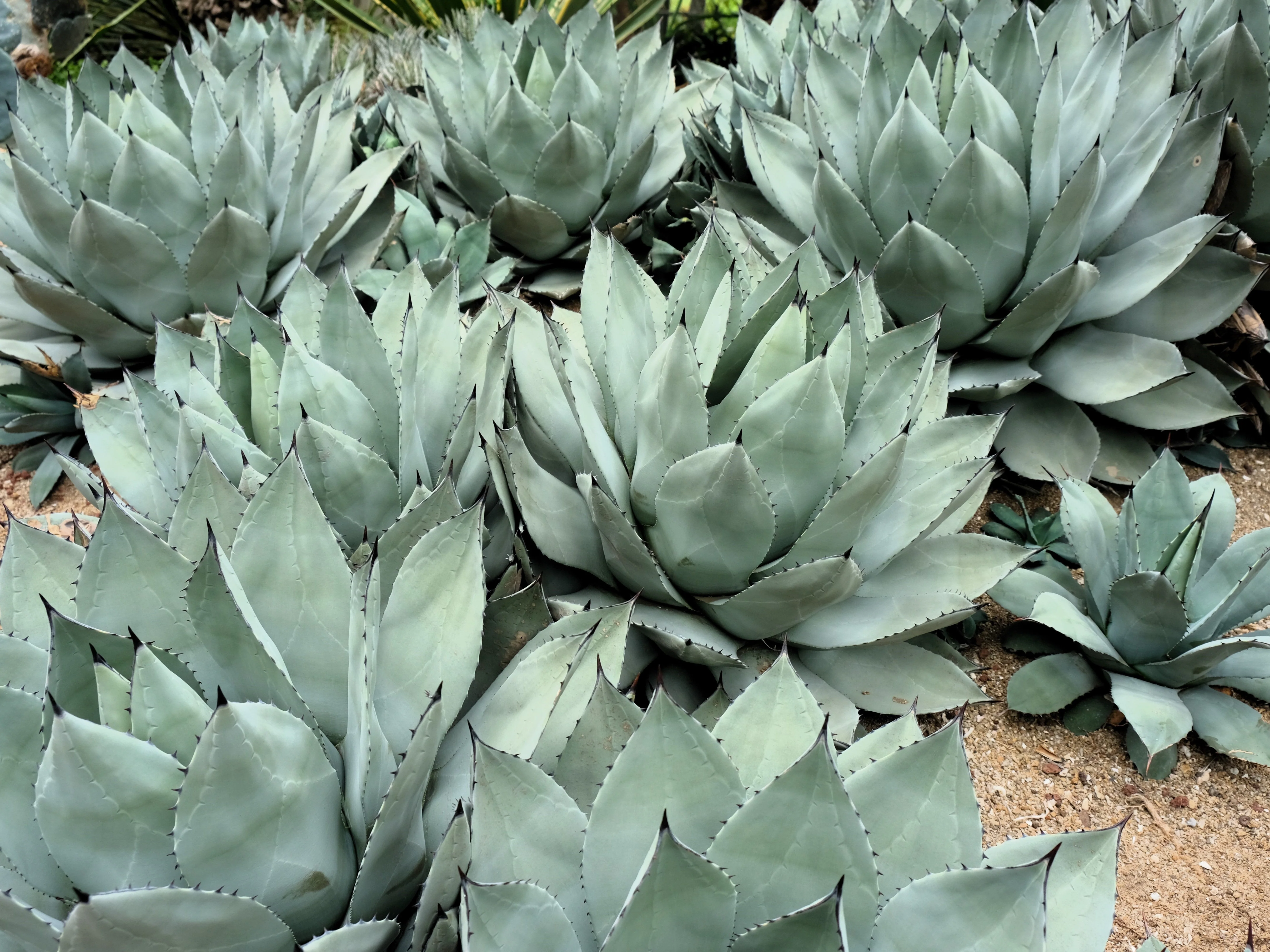 5 ARTICHOKE AGAVE Parry's Huachuca Agave Parryi Huachucensis Century Plant Succulent Cactus Seeds - Image 9