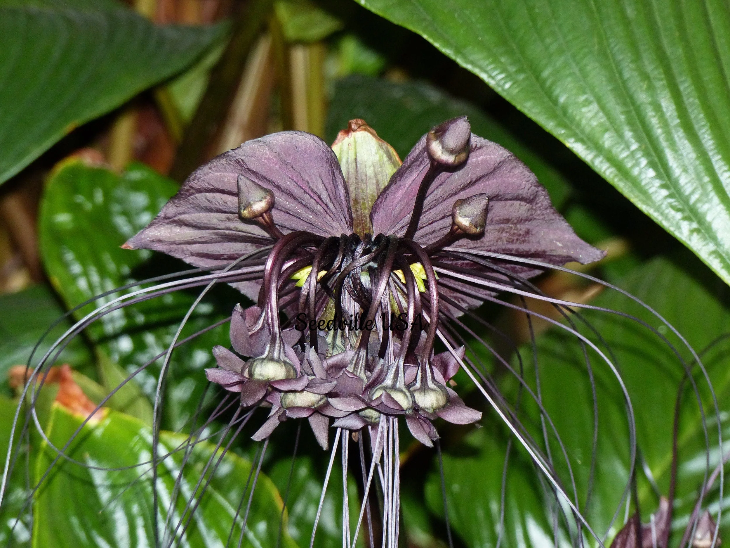 5 BLACK BAT FLOWER ( Cats Whiskers / Devil Flower ) Tacca Chantrieri Flower Seeds - Image 5