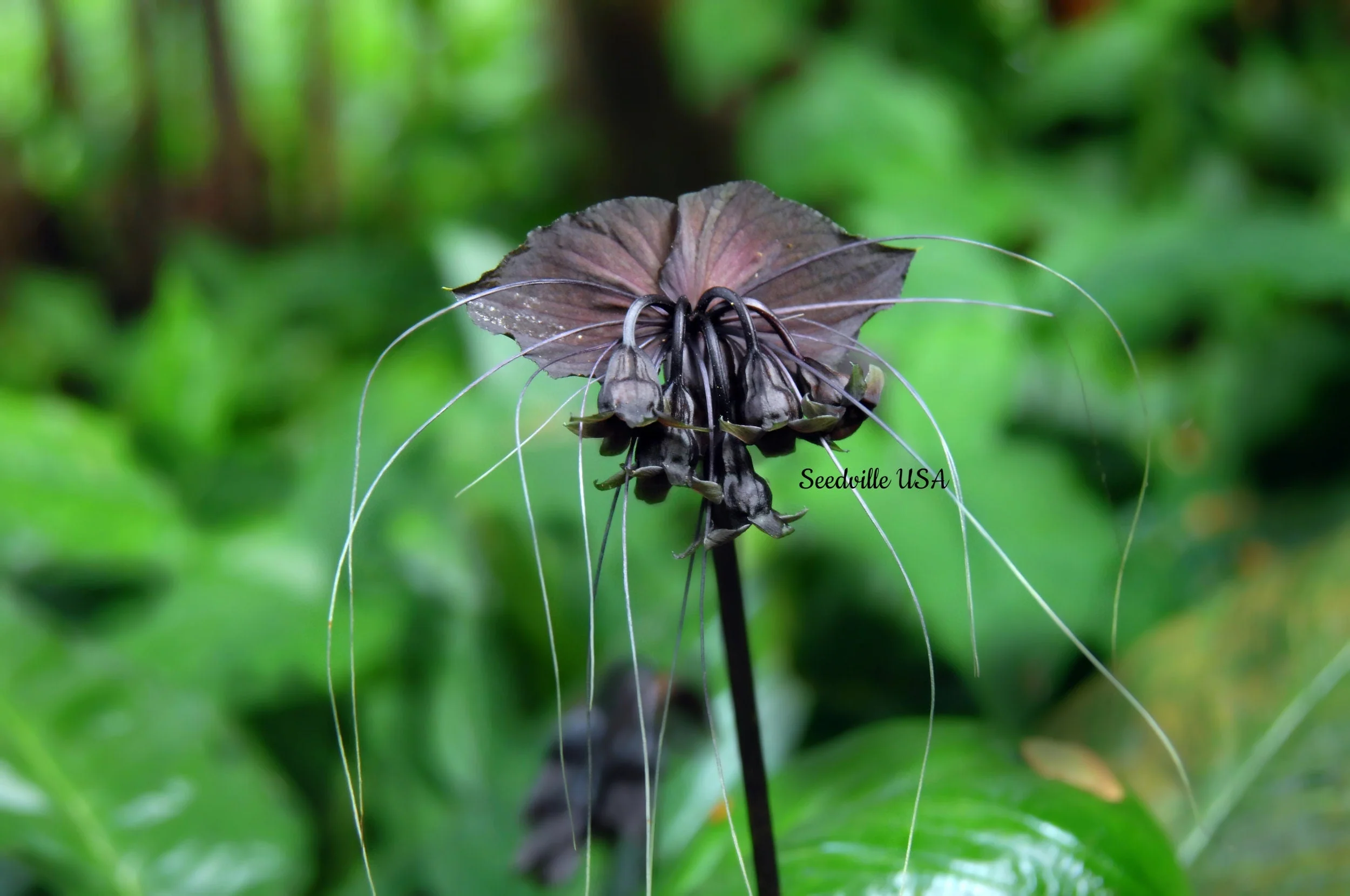 5 BLACK BAT FLOWER ( Cats Whiskers / Devil Flower ) Tacca Chantrieri Flower Seeds - Image 6