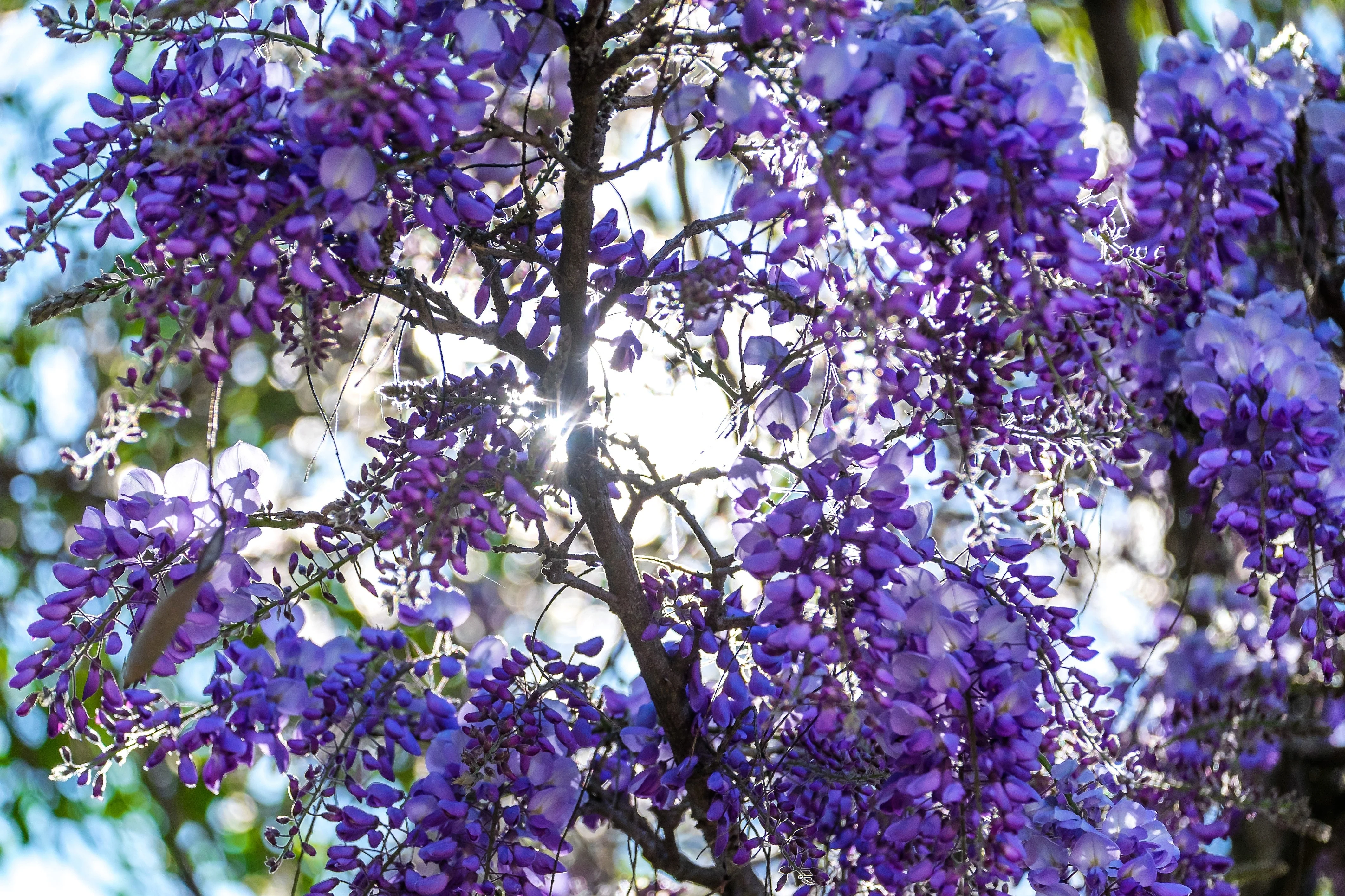 5 BLUE CHINESE WISTERIA Sinensis Ornamental Vine Climber Blue Violet Purple Flower Seeds - Image 4