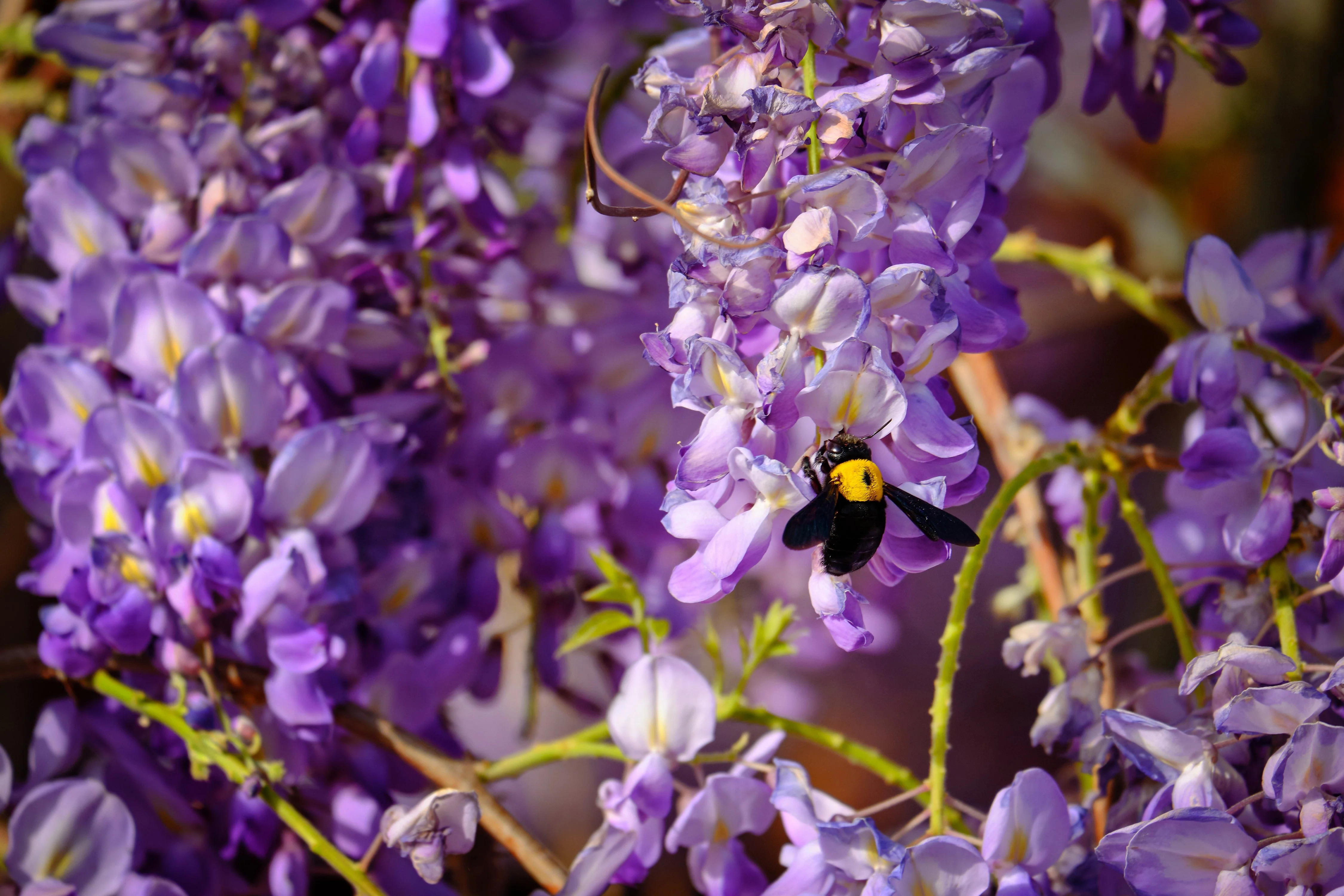 5 BLUE CHINESE WISTERIA Sinensis Ornamental Vine Climber Blue Violet Purple Flower Seeds - Image 6