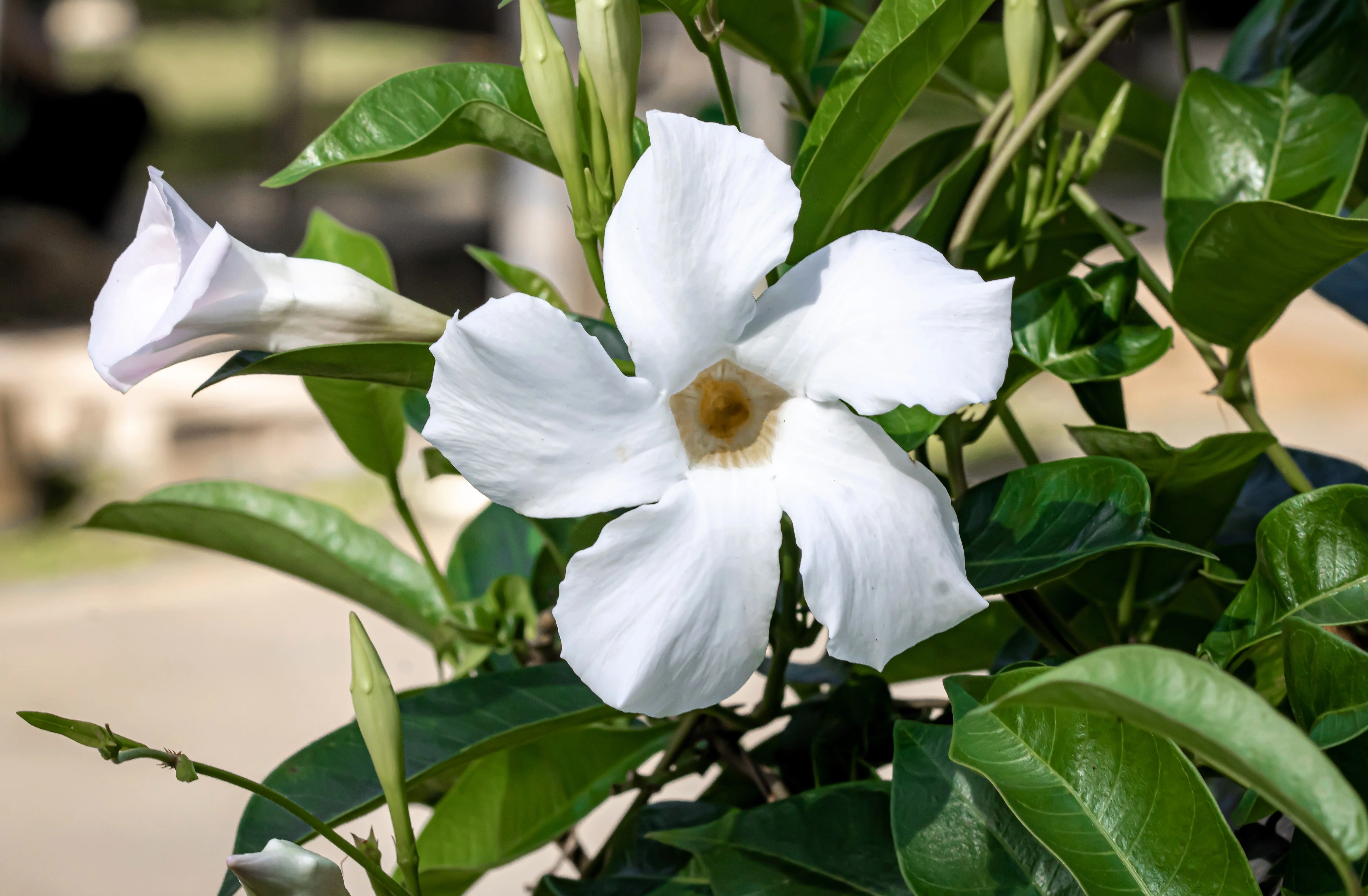 5 CHILEAN JASMINE / MANDEVILLA Laxa White Fragrant Flower Vine Seeds - Image 4