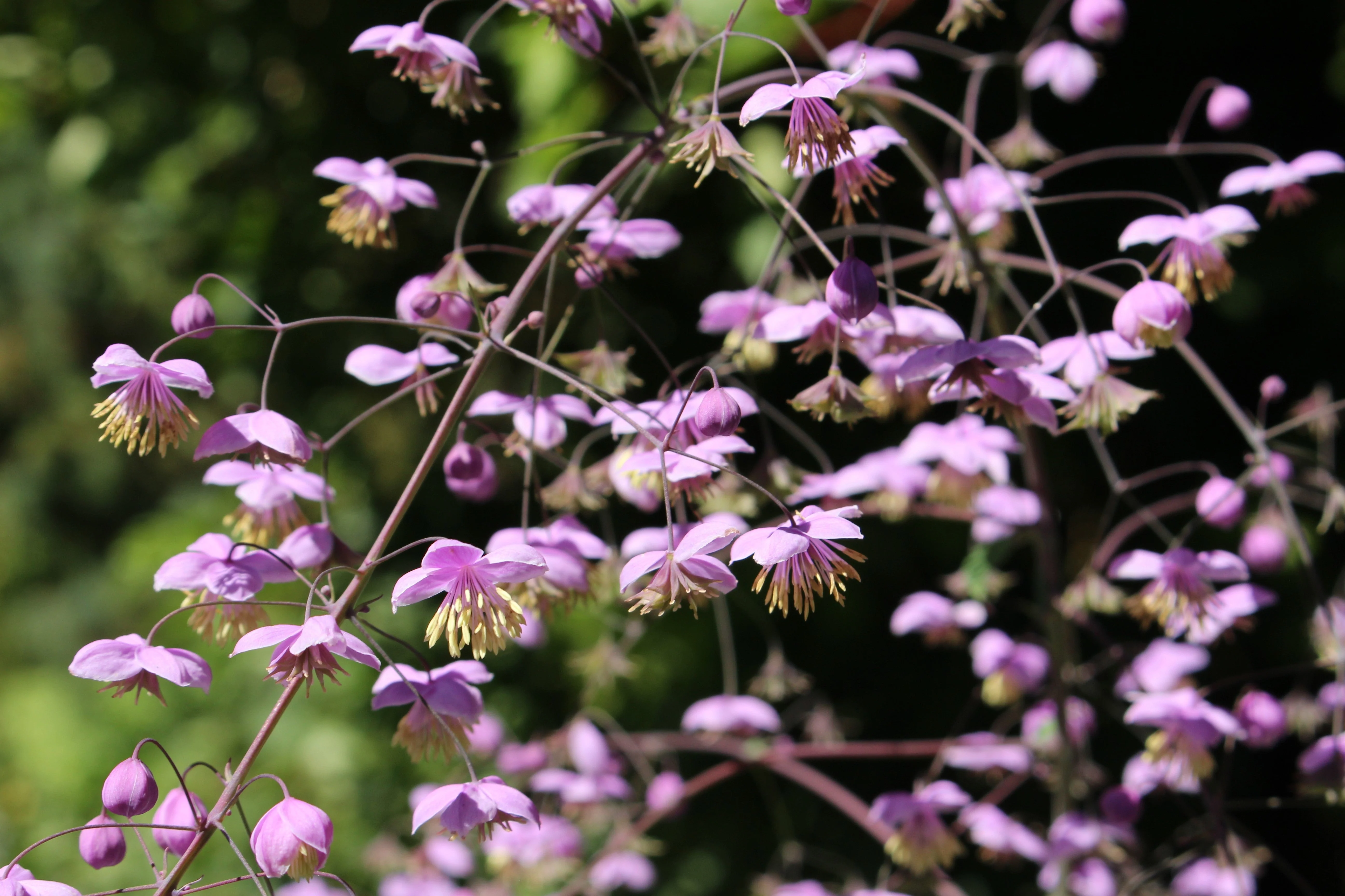 5 CHINESE MEADOW RUE Pink Yunnan Thalictrum Dipterocarpum Delavayi Flower Seeds - Image 3