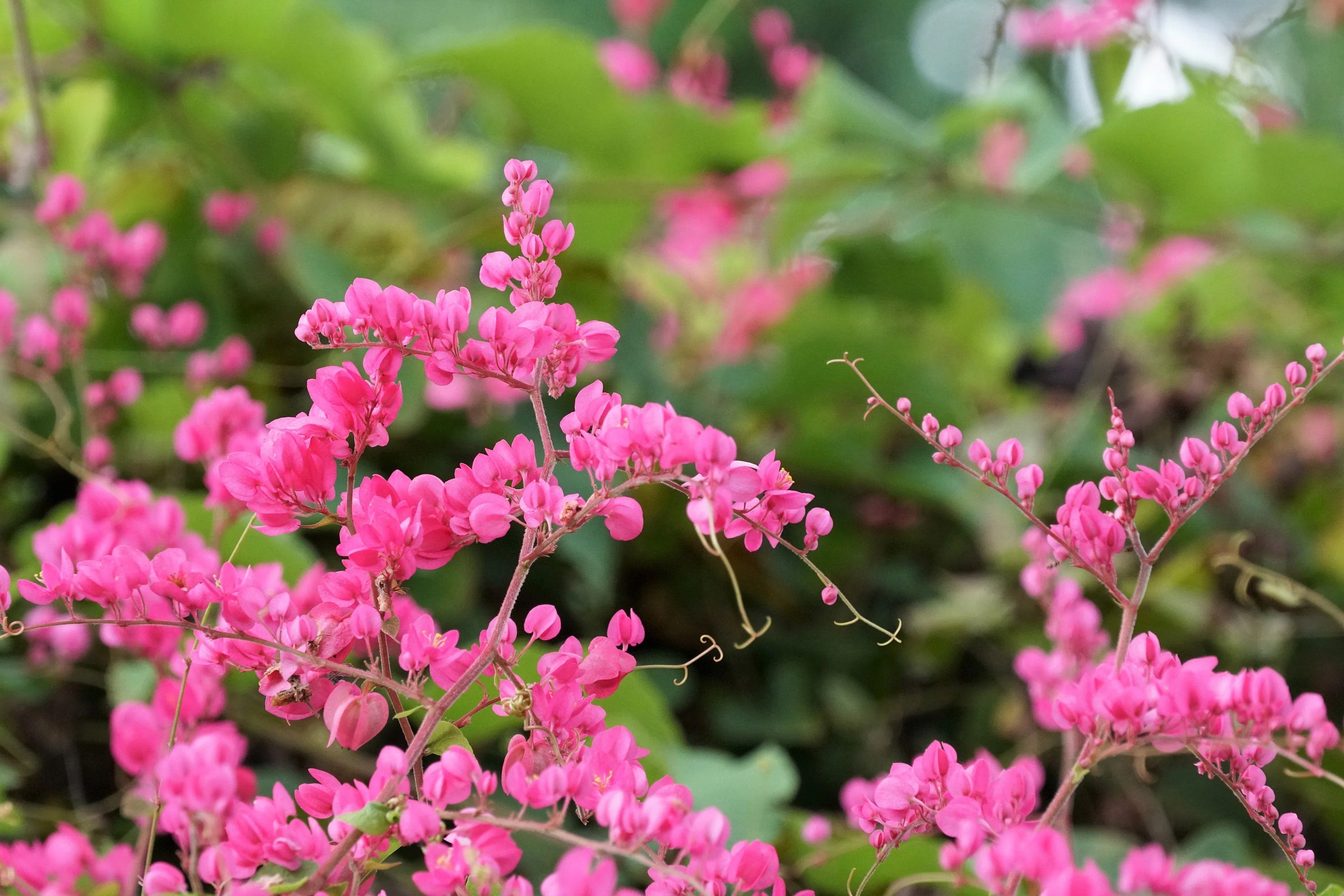 5 CORAL VINE Mexican Creeper Bee Bush Chain of Love Mountain Rose Antigonon Leptopus Bright Pink Climber Ground Cover Flower Seeds - Image 2
