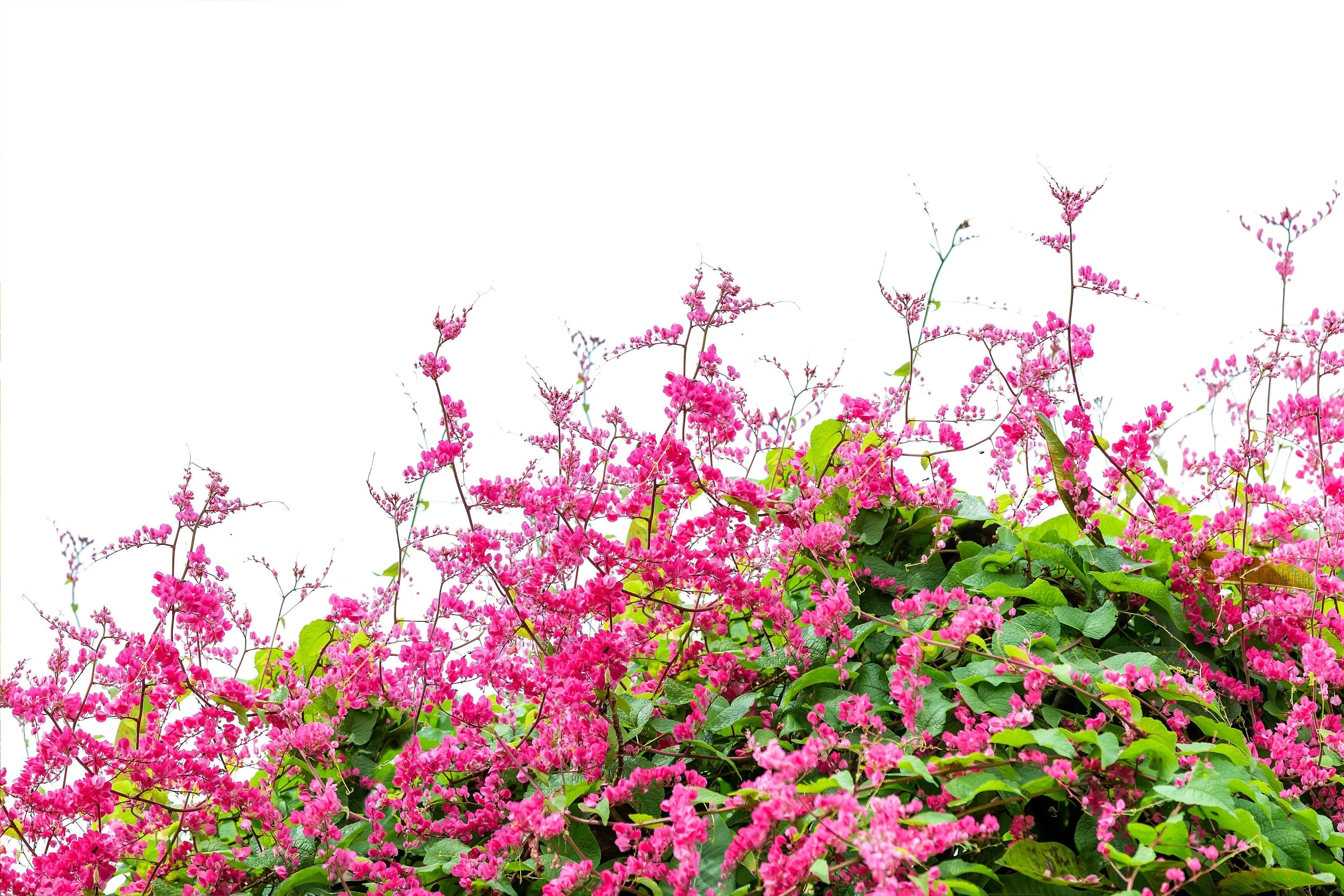 5 CORAL VINE Mexican Creeper Bee Bush Chain of Love Mountain Rose Antigonon Leptopus Bright Pink Climber Ground Cover Flower Seeds - Image 3