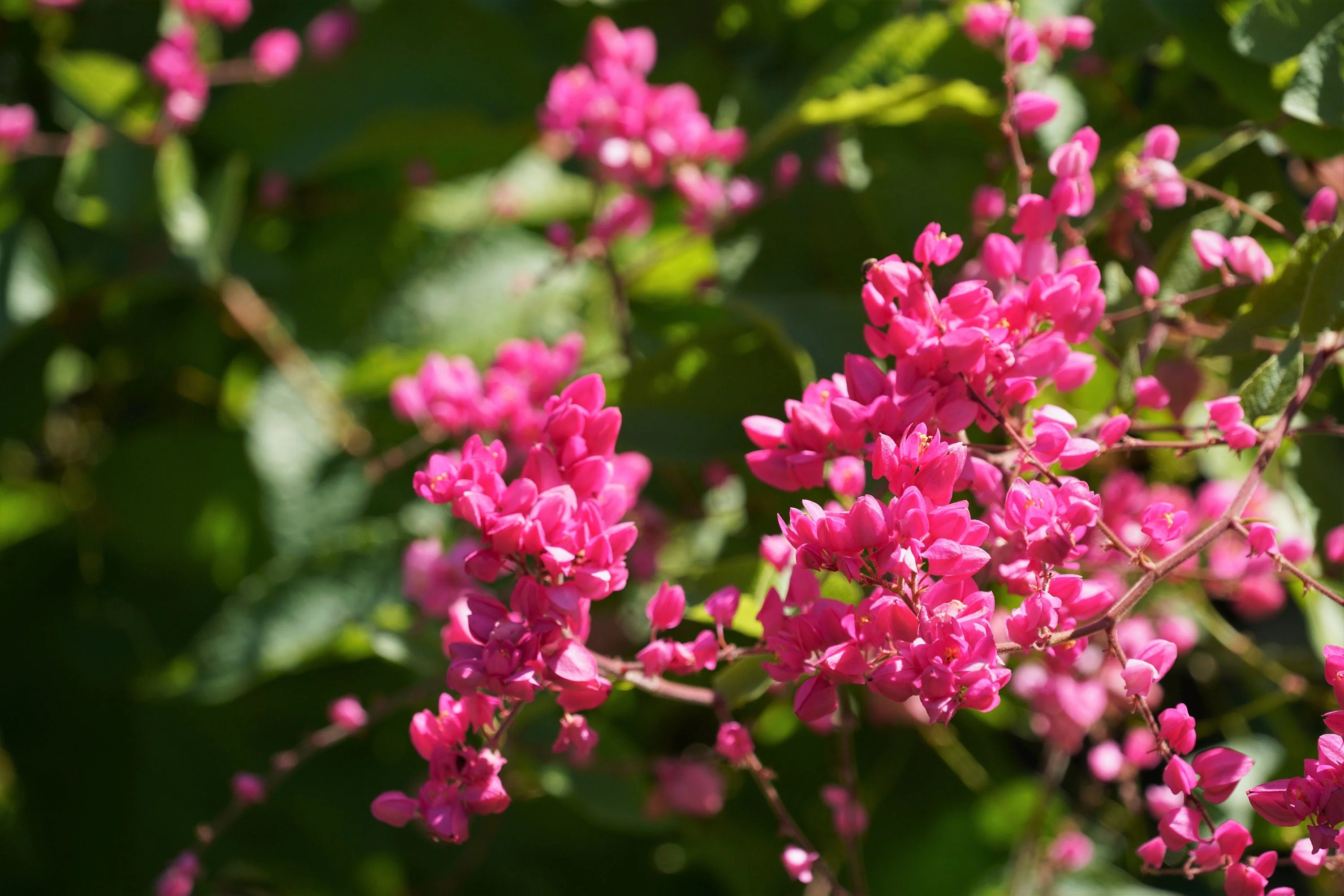 5 CORAL VINE Mexican Creeper Bee Bush Chain of Love Mountain Rose Antigonon Leptopus Bright Pink Climber Ground Cover Flower Seeds - Image 4