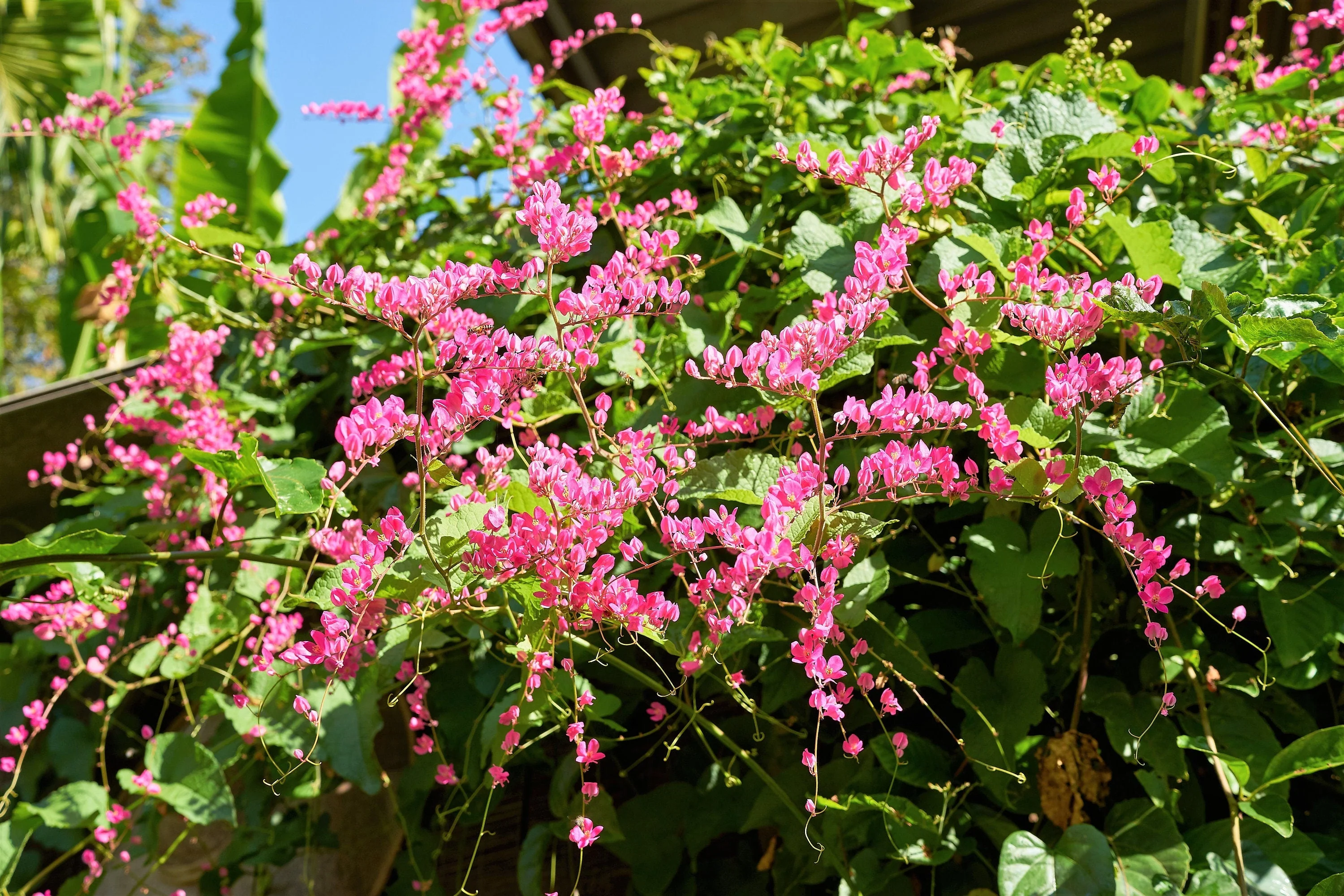 5 CORAL VINE Mexican Creeper Bee Bush Chain of Love Mountain Rose Antigonon Leptopus Bright Pink Climber Ground Cover Flower Seeds - Image 5