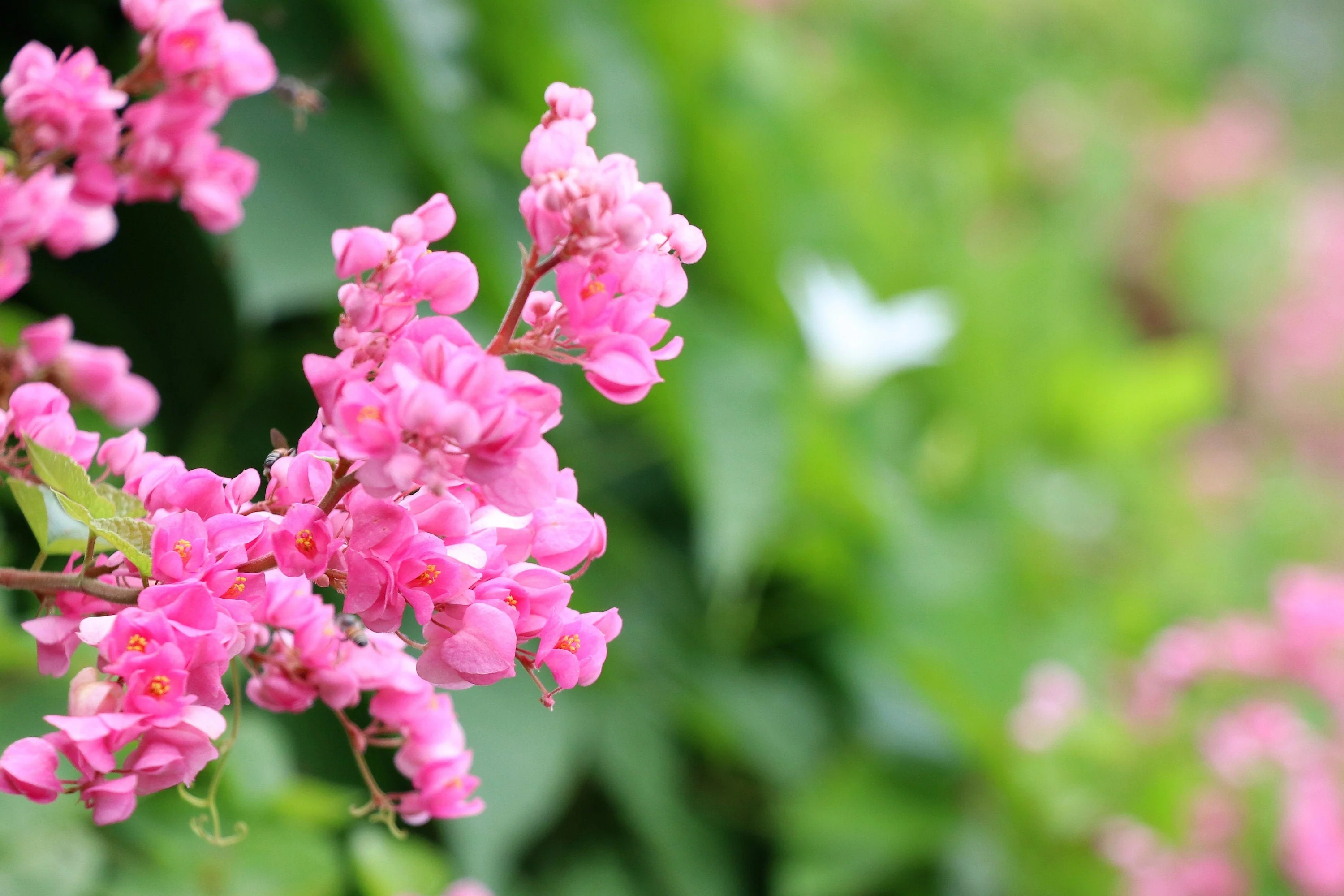 5 CORAL VINE Mexican Creeper Bee Bush Chain of Love Mountain Rose Antigonon Leptopus Bright Pink Climber Ground Cover Flower Seeds - Image 6