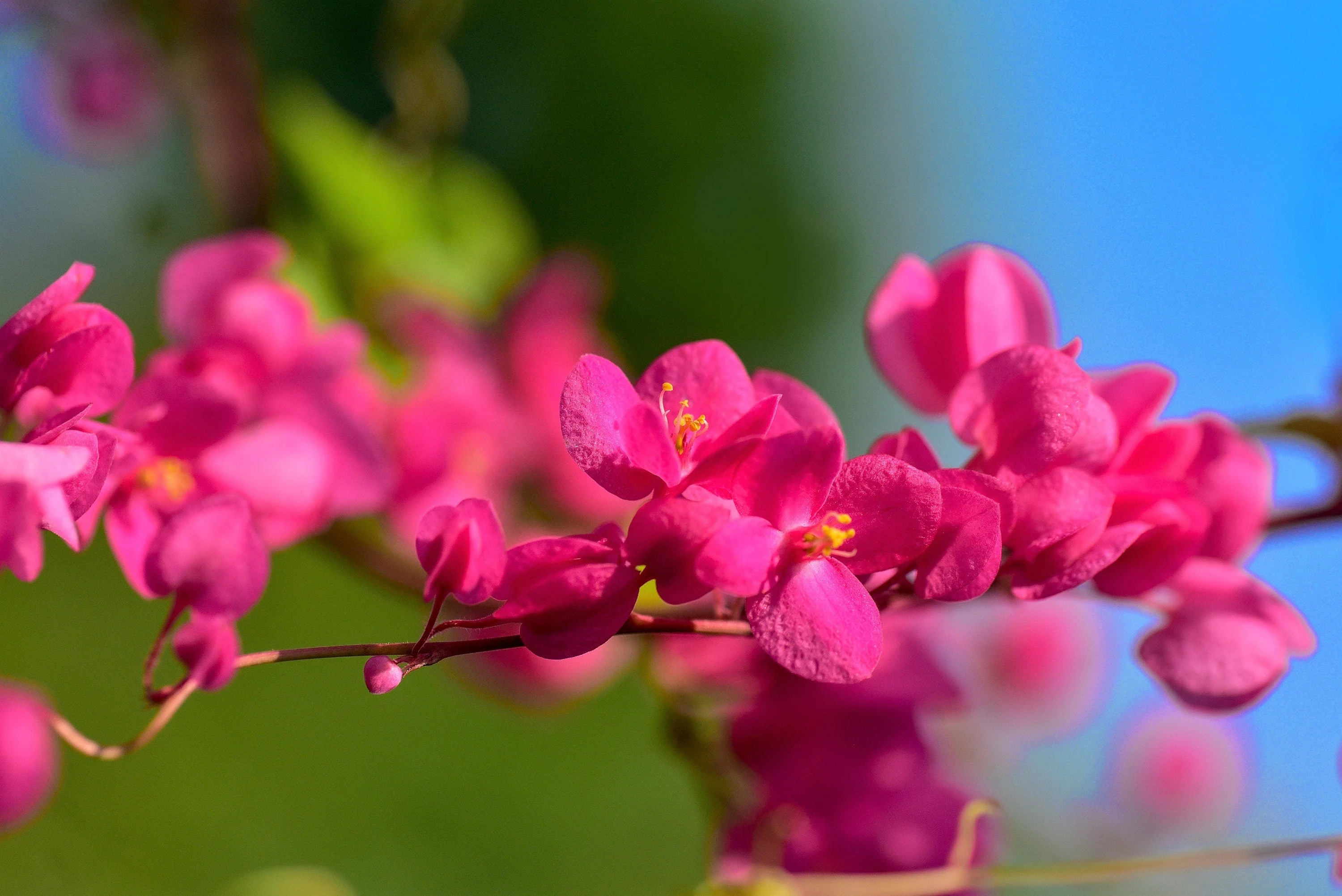5 CORAL VINE Mexican Creeper Bee Bush Chain of Love Mountain Rose Antigonon Leptopus Bright Pink Climber Ground Cover Flower Seeds - Image 7