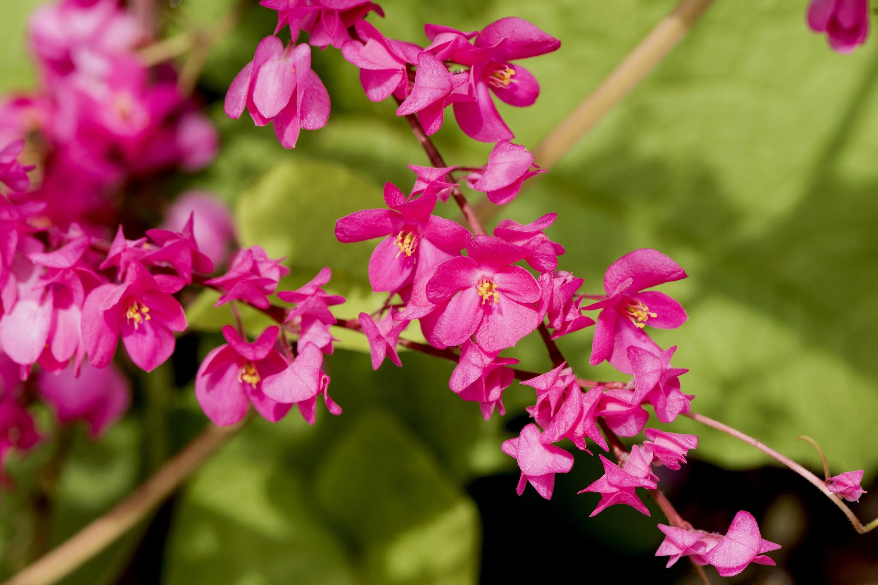 5 CORAL VINE Mexican Creeper Bee Bush Chain of Love Mountain Rose Antigonon Leptopus Bright Pink Climber Ground Cover Flower Seeds - Image 8