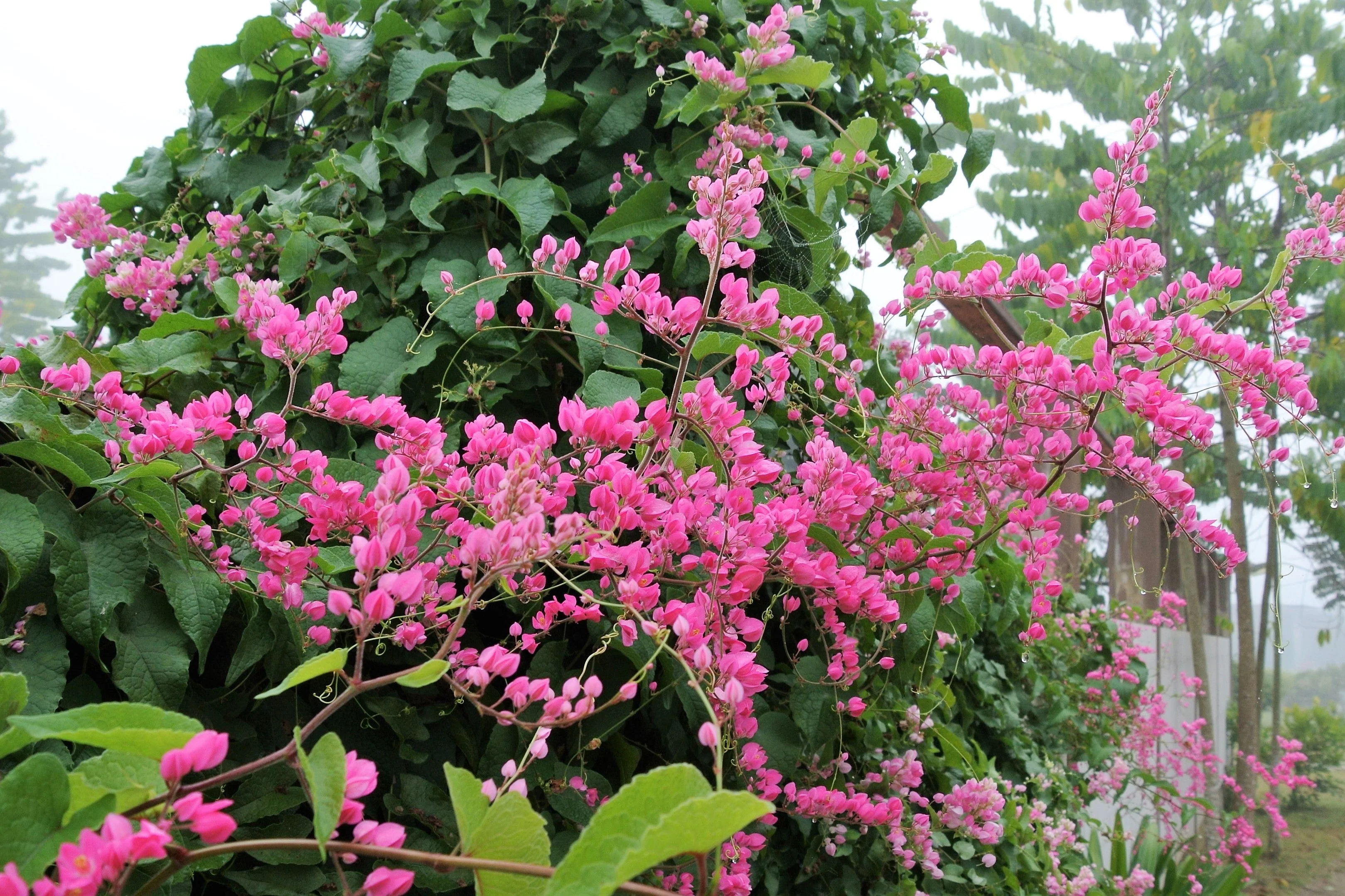 5 CORAL VINE Mexican Creeper Bee Bush Chain of Love Mountain Rose Antigonon Leptopus Bright Pink Climber Ground Cover Flower Seeds - Image 9