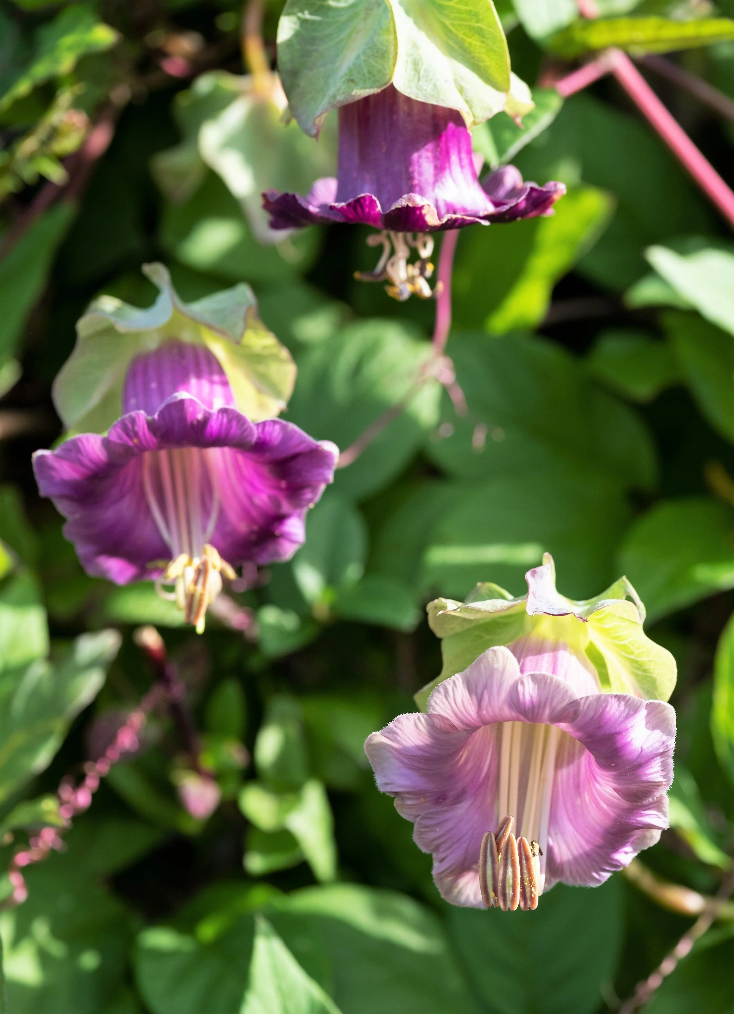 5 CUP & SAUCER VINE Cathedral Bells Cobaea Scandens Climber Purple Hummingbird Flower Seeds - Image 8