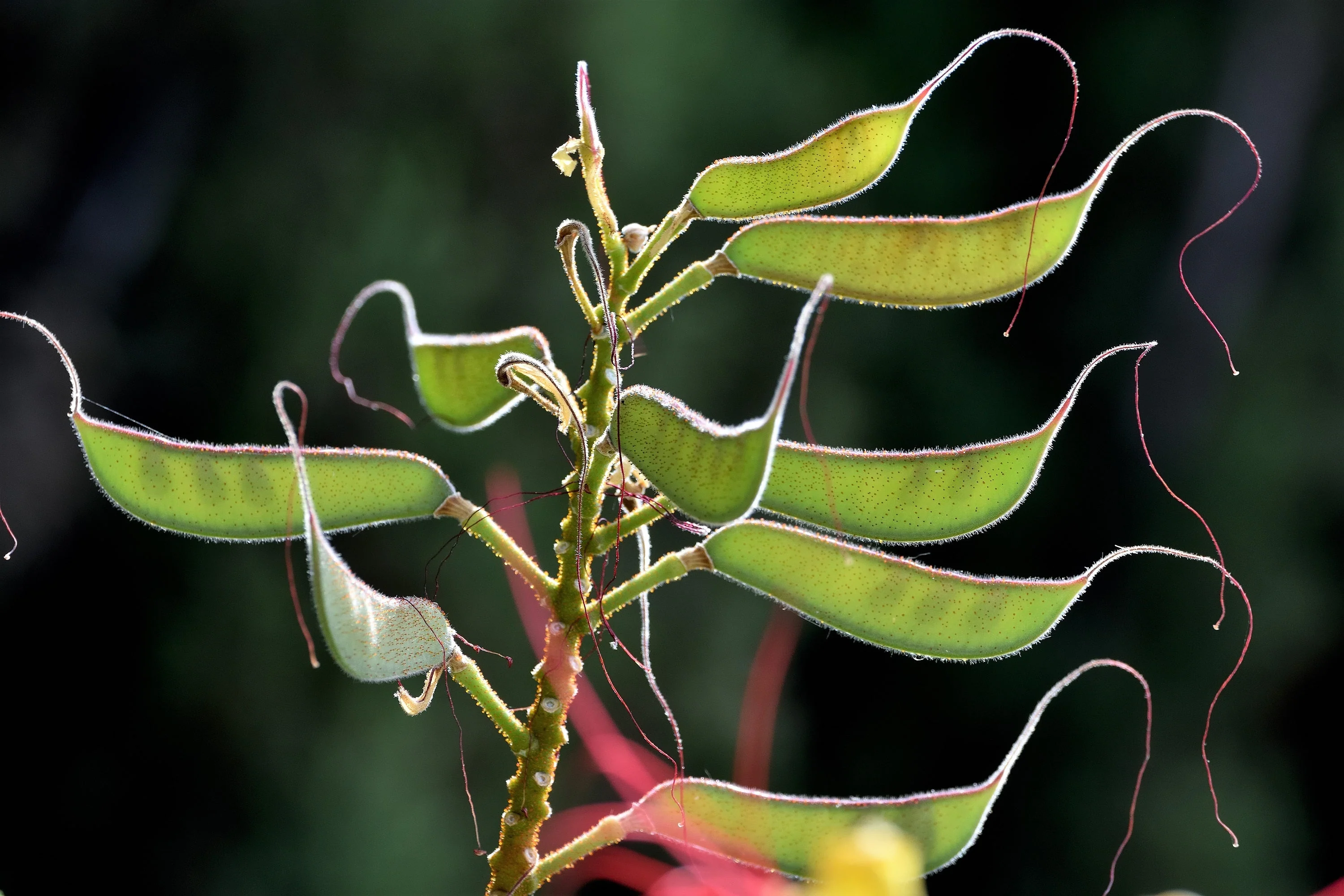 5 DESERT BIRD OF PARADISE Shrub Caesalpinia Gilliesii Poinciana Red & Yellow Flower Seeds - Image 13