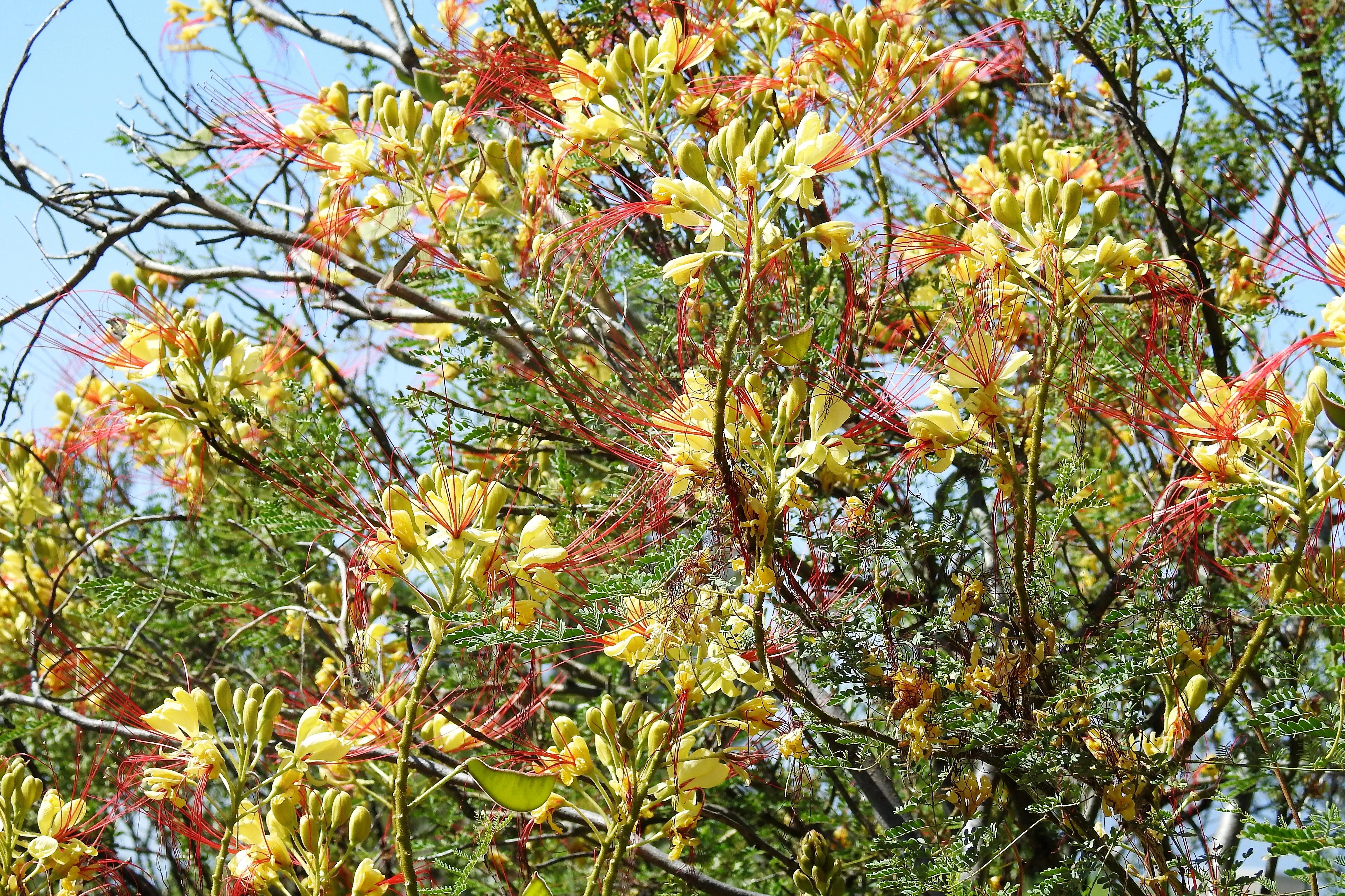 5 DESERT BIRD OF PARADISE Shrub Caesalpinia Gilliesii Poinciana Red & Yellow Flower Seeds - Image 5