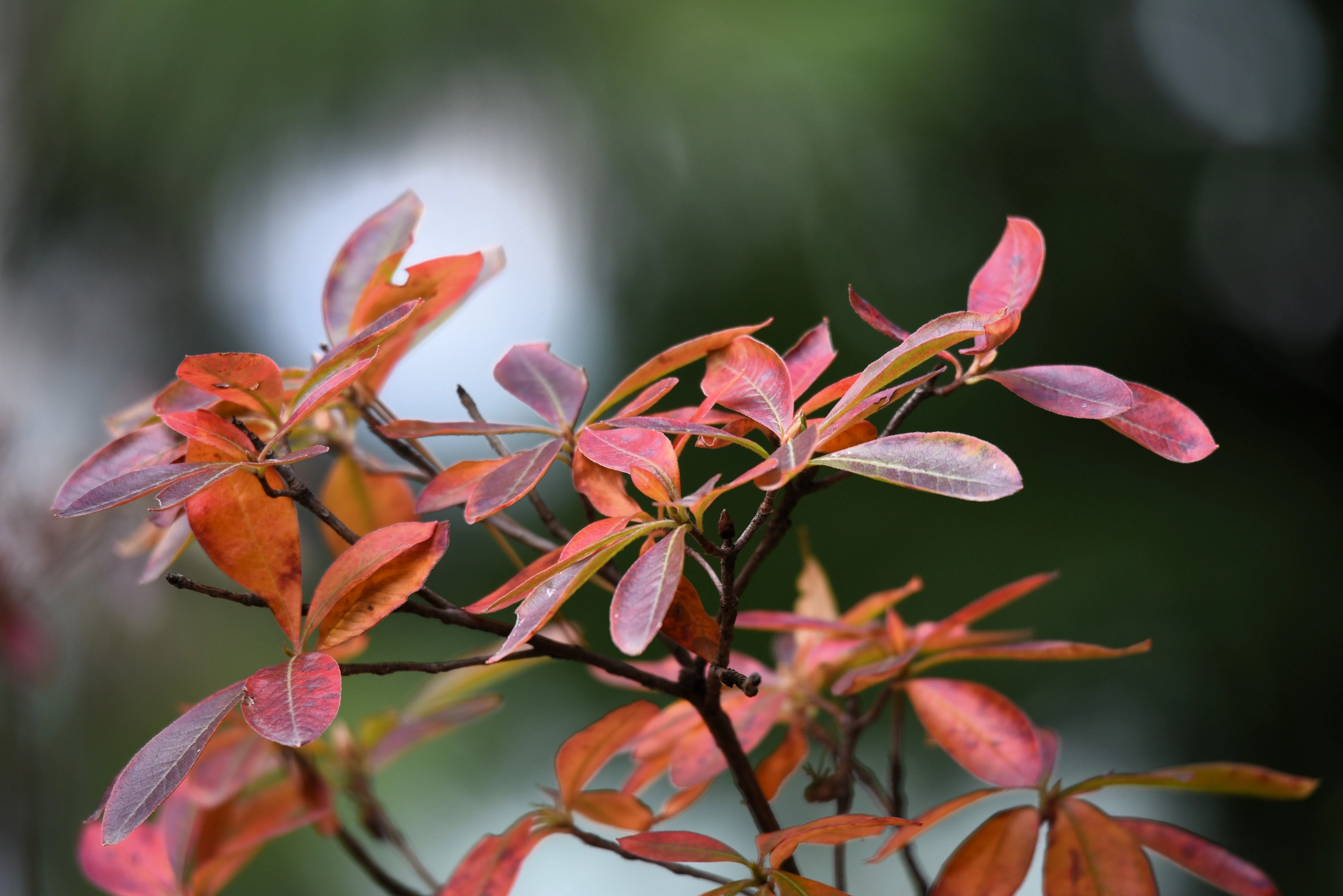 5 DWARF RUSSIAN ALMOND Prunus Tenella Rose Red Pink Fragrant Flower Shrub Seeds - Image 11