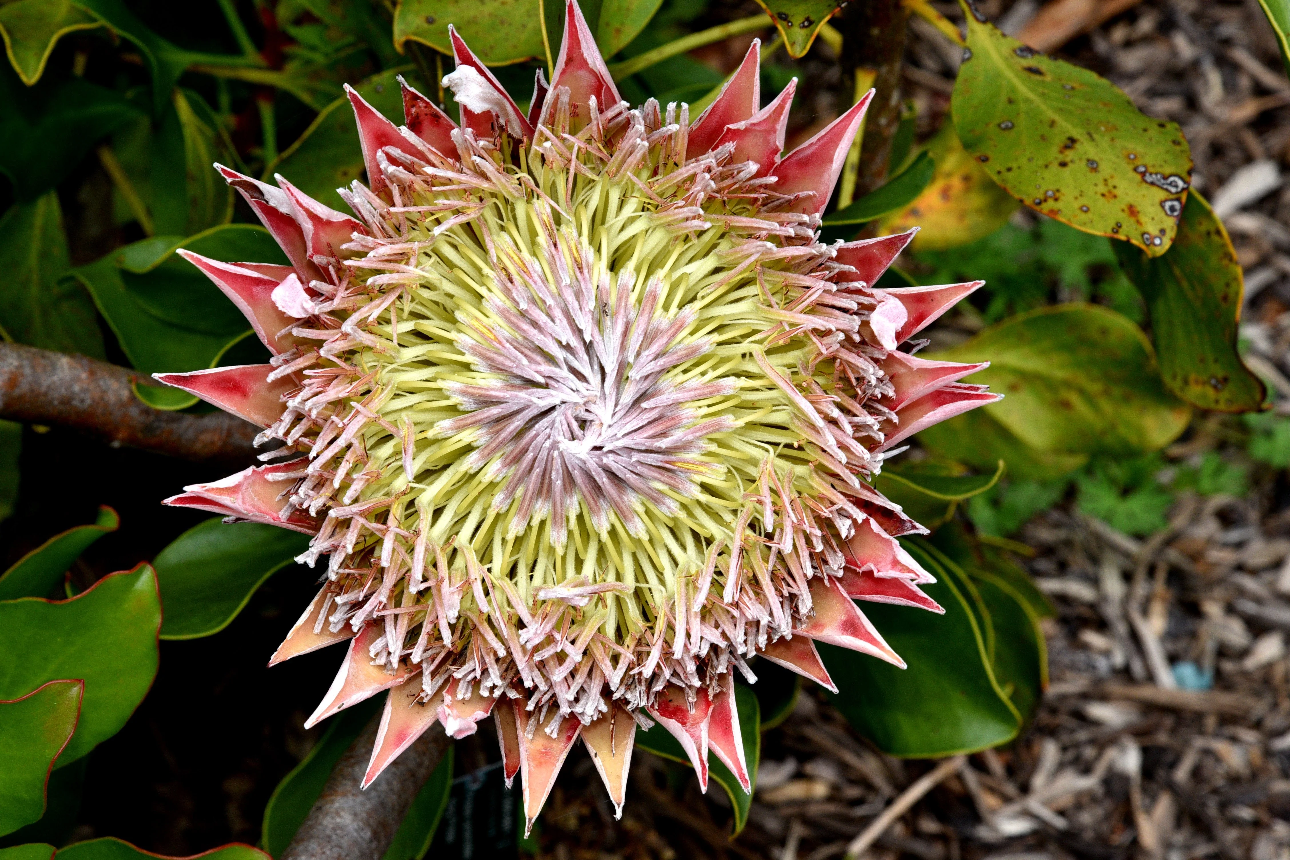 5 Giant KING PROTEA Cynaroides Sugarbush Rare 12" Flower Seeds - Image 23