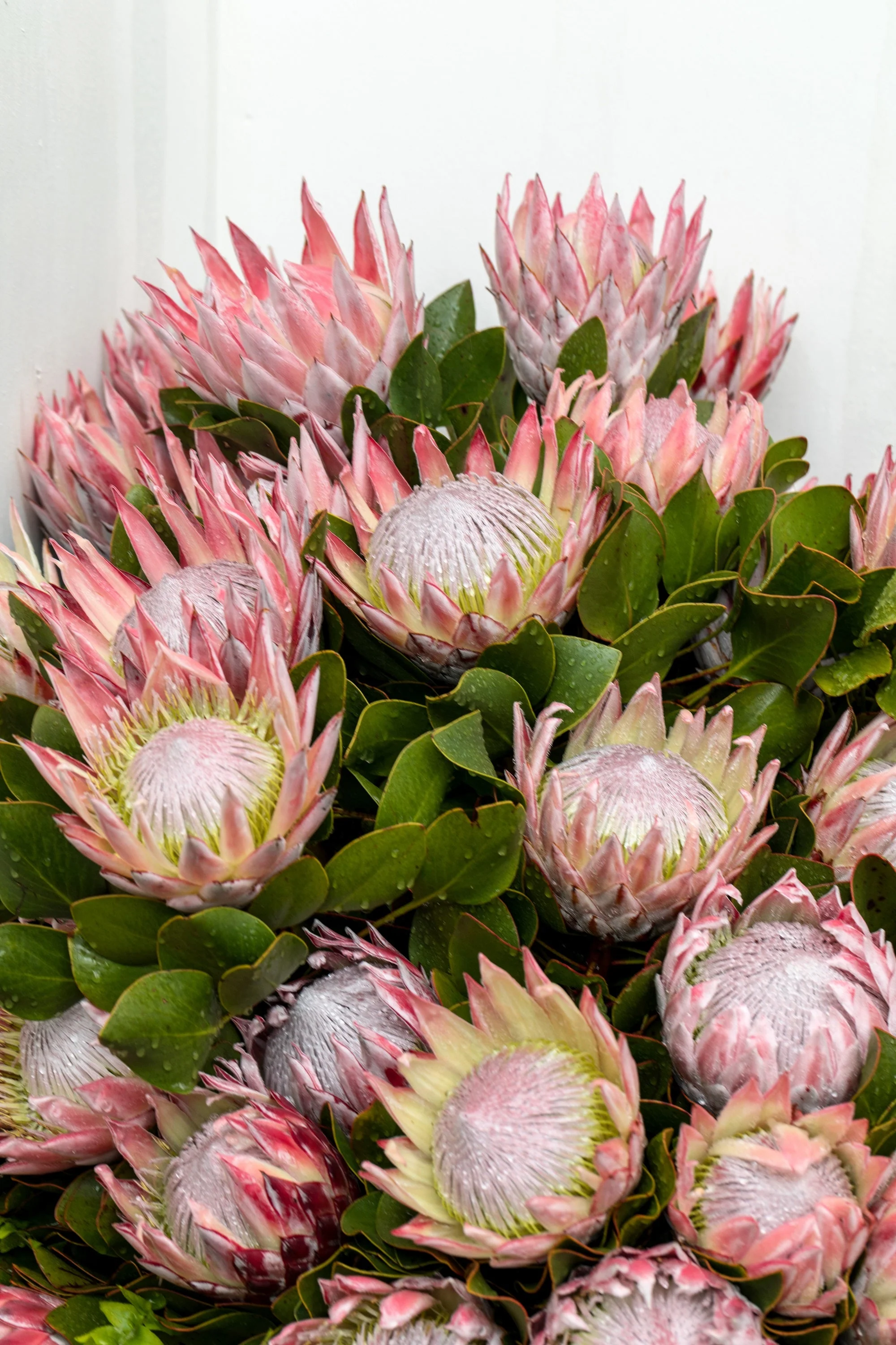 5 Giant KING PROTEA Cynaroides Sugarbush Rare 12" Flower Seeds - Image 3
