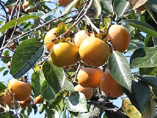 5 JAPANESE PERSIMMON Tree Asian Diospyros Kaki Orange Red Fruit Flower Seeds - Image 10