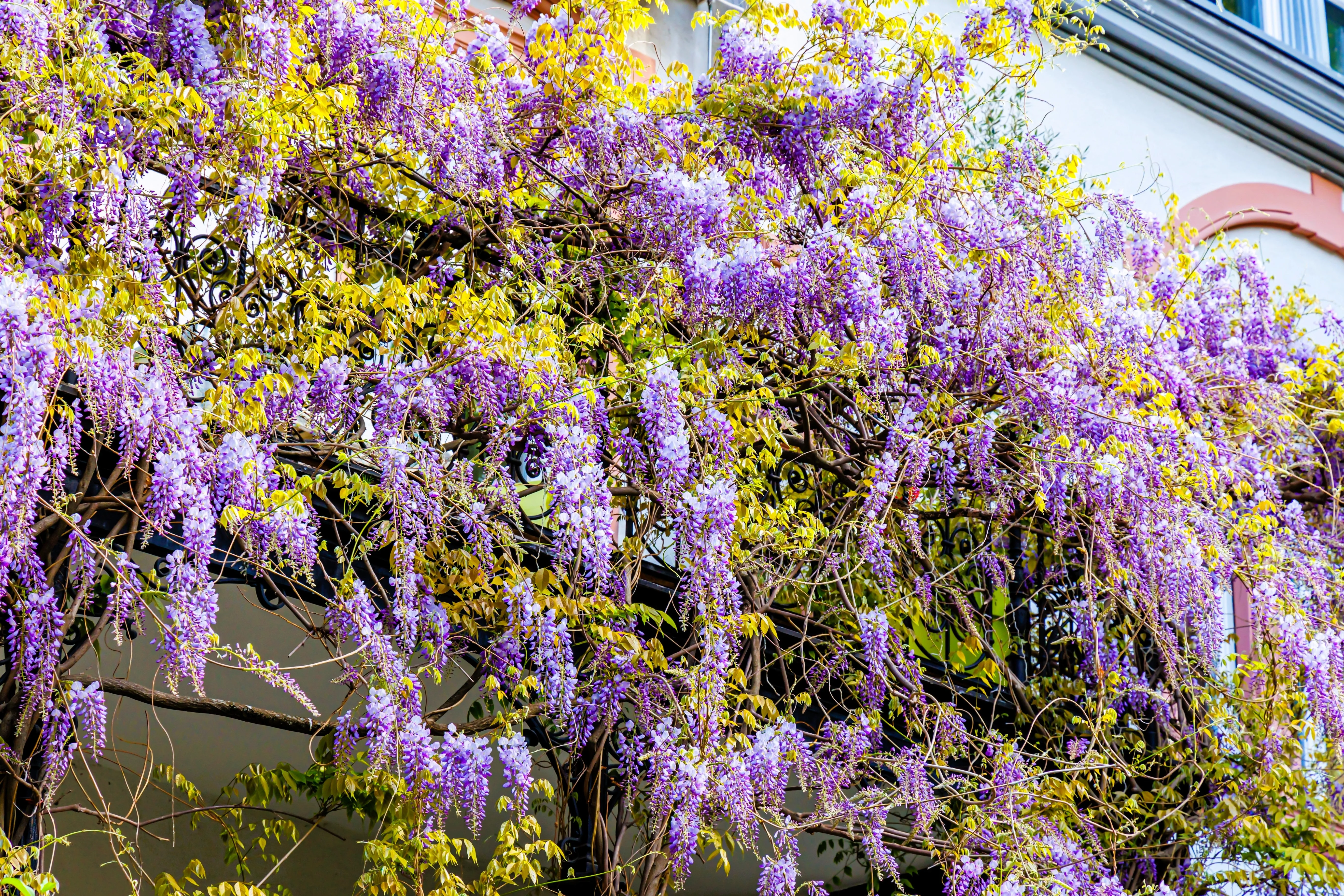 5 JAPANESE WISTERIA Floribunda Flower Purple Ornamental Vine Climber Seeds - Image 7