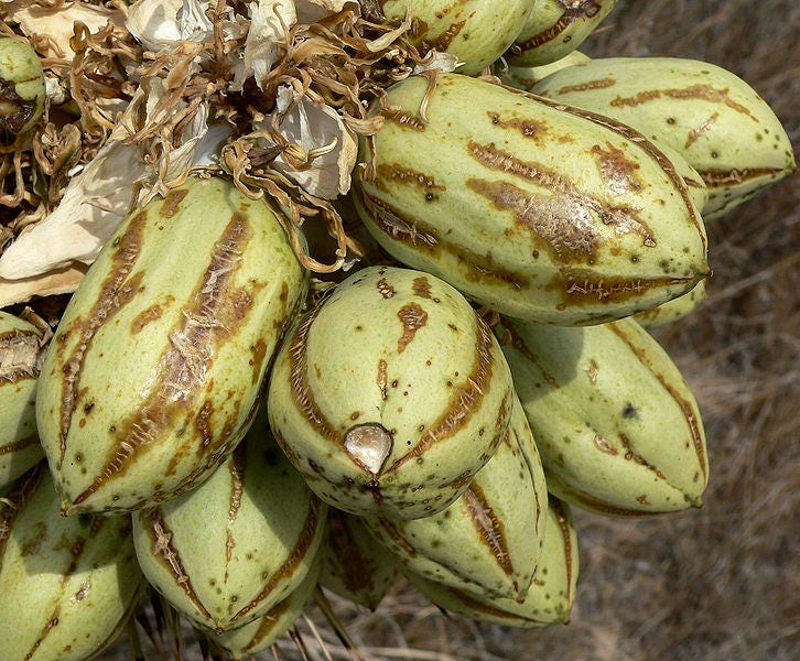 5 JOSHUA TREE Palm Tree Yucca Brevifolia White Flowers Cactus Succulent Seeds - Image 8