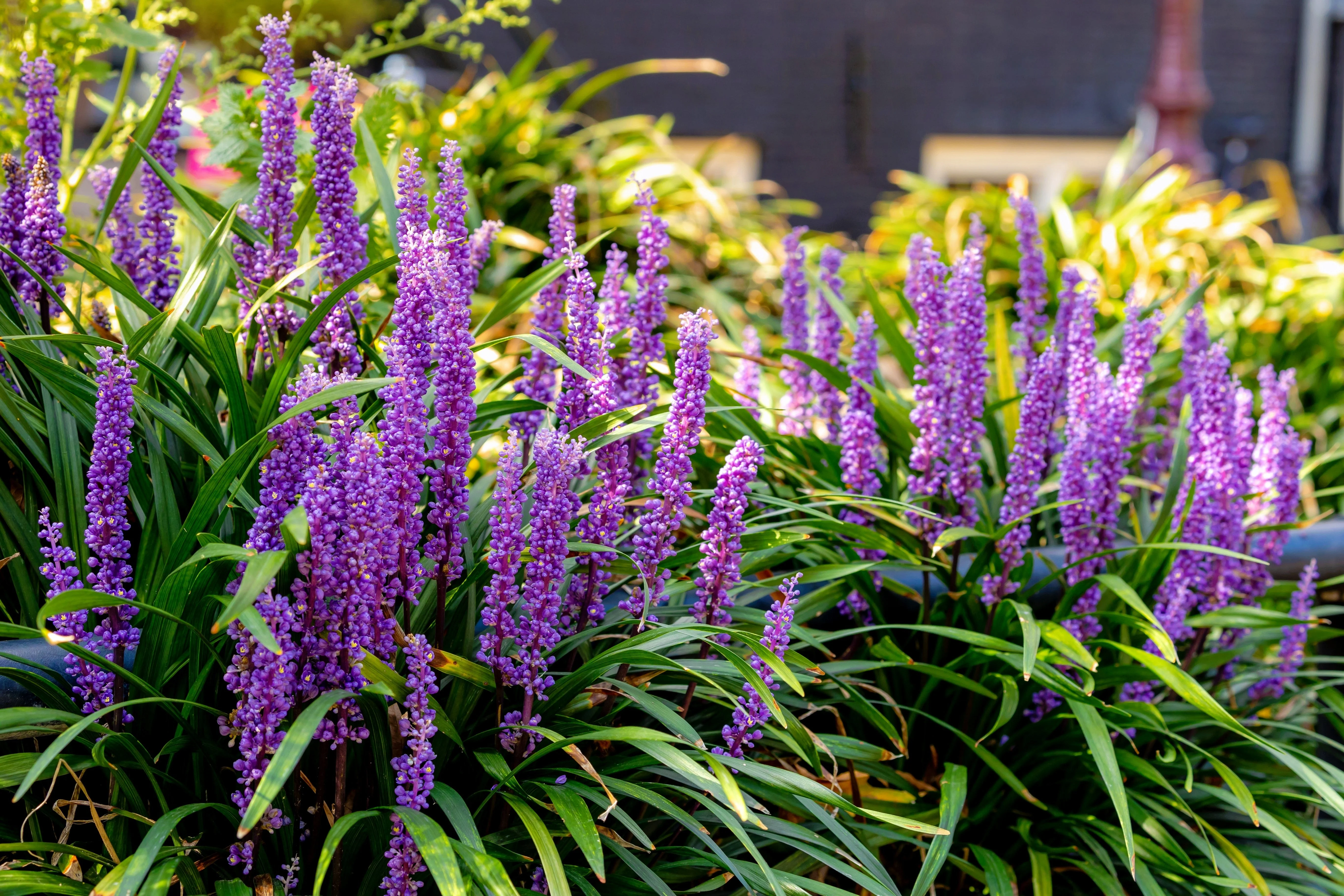 5 LILYTURF Liriope Muscari aka Big Blue Lily Turf / Monkey Grass Flower Seeds - Image 12
