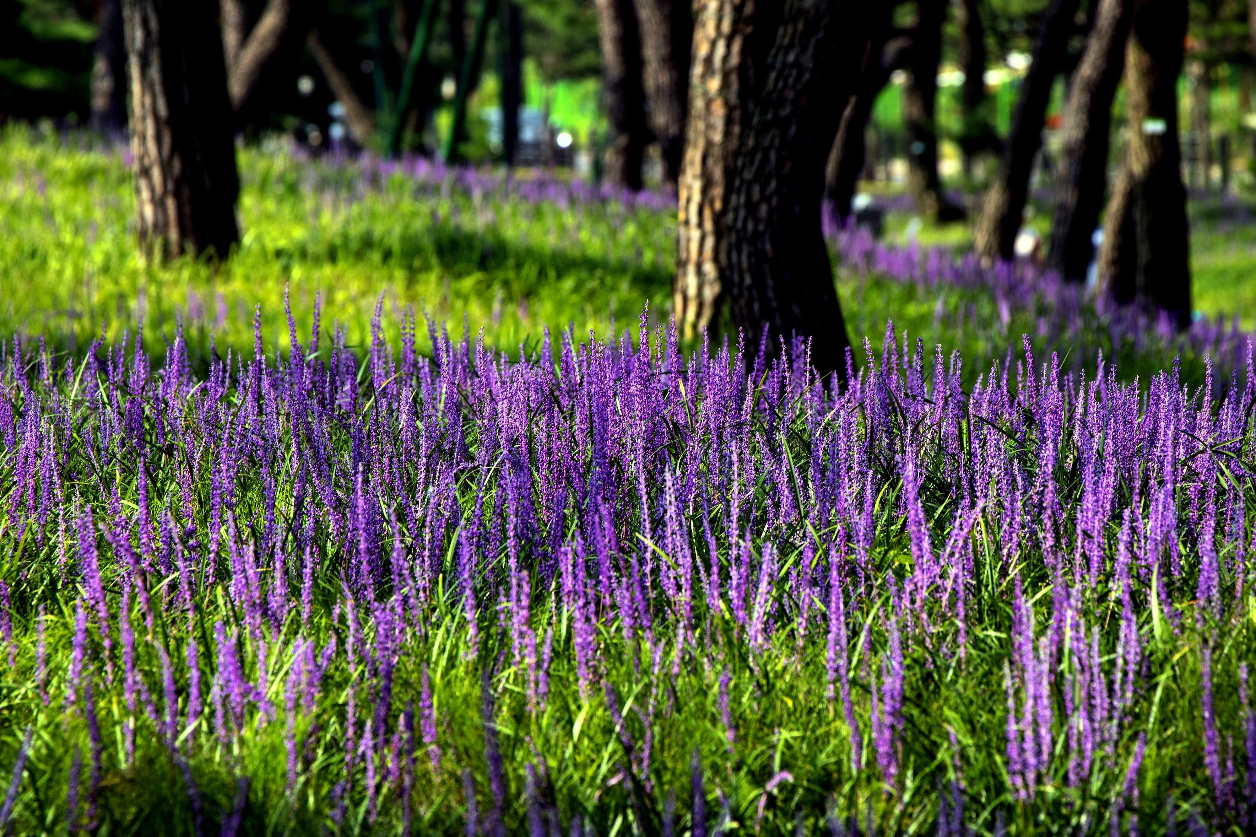 5 LILYTURF Liriope Muscari aka Big Blue Lily Turf / Monkey Grass Flower Seeds - Image 13