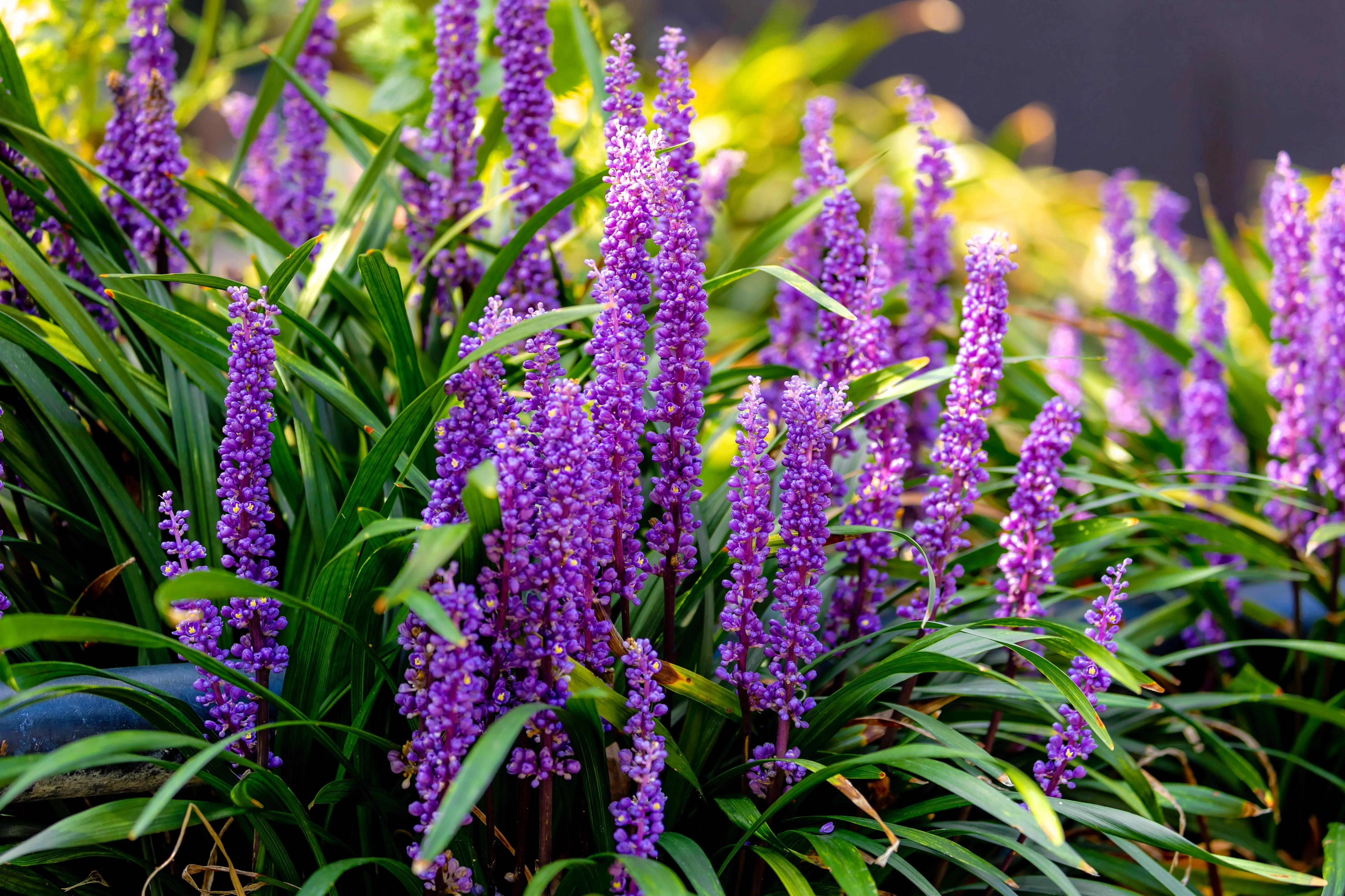 5 LILYTURF Liriope Muscari aka Big Blue Lily Turf / Monkey Grass Flower Seeds - Image 3
