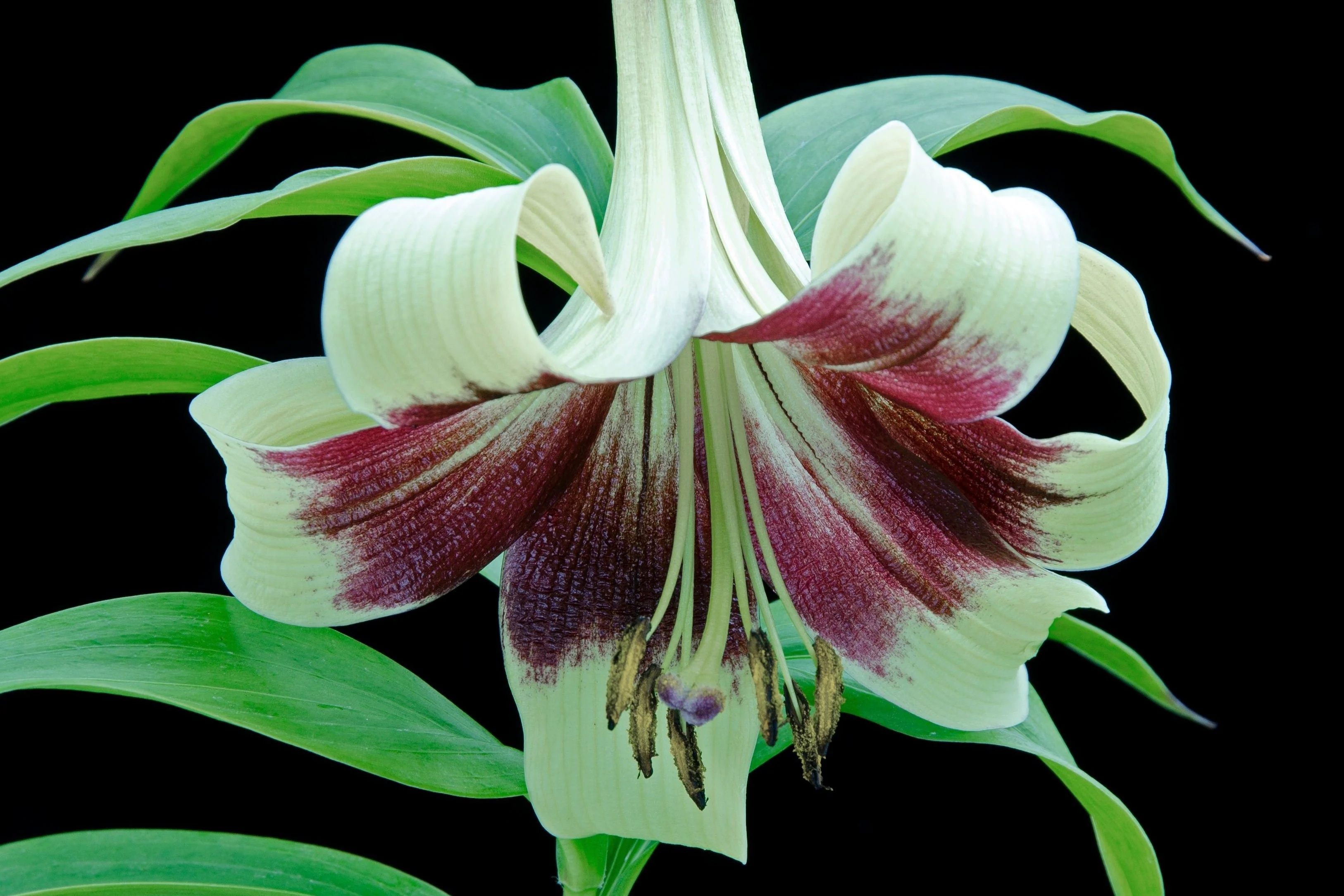 5 NEPAL LILY Green & Maroon Lilium Nepalense Fragrant Flower Seeds - Image 2