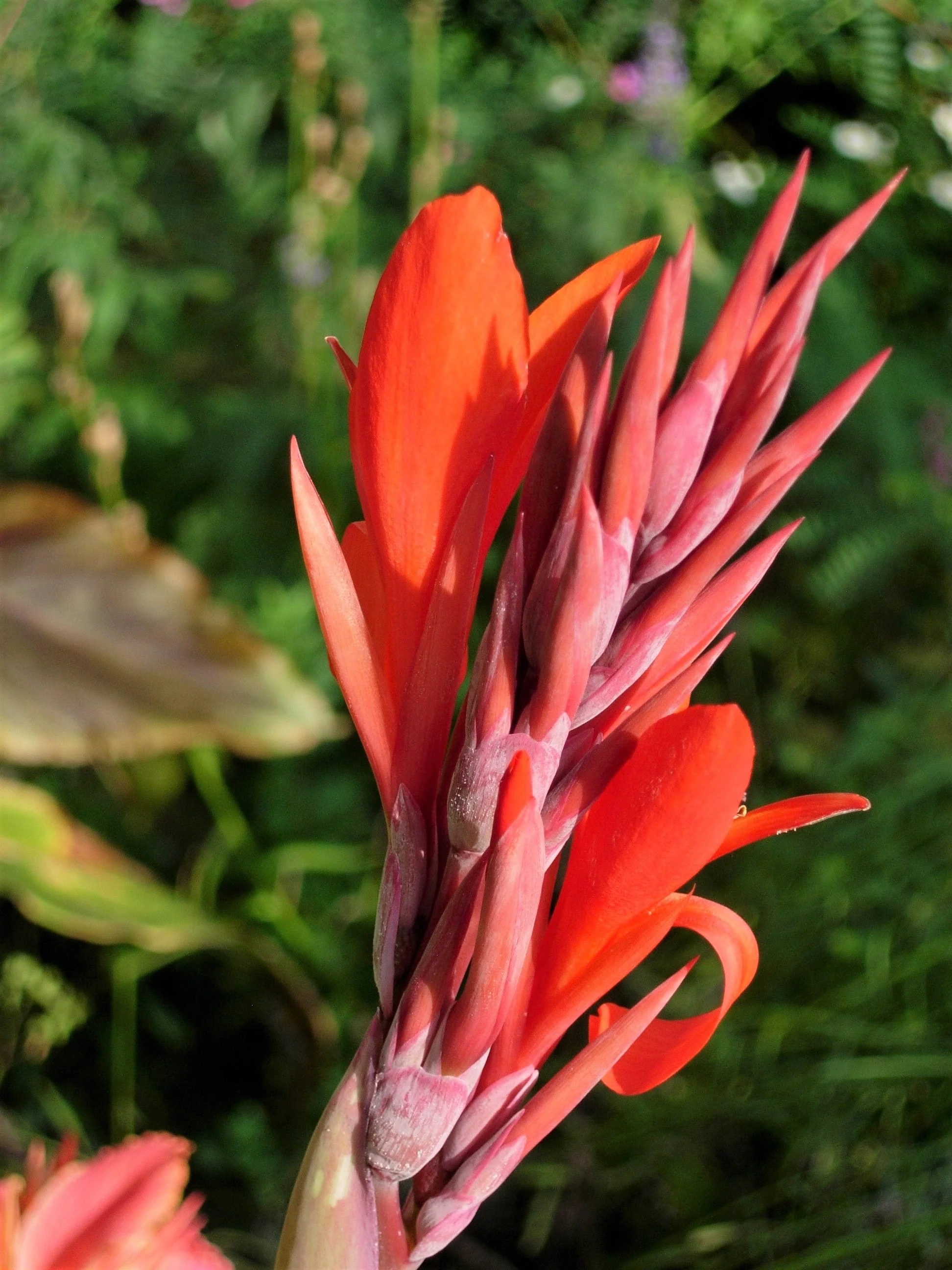 5 ORANGE CANNA LILY Indian Shot Arrowroot Canna Indica Flower Seeds - Image 7