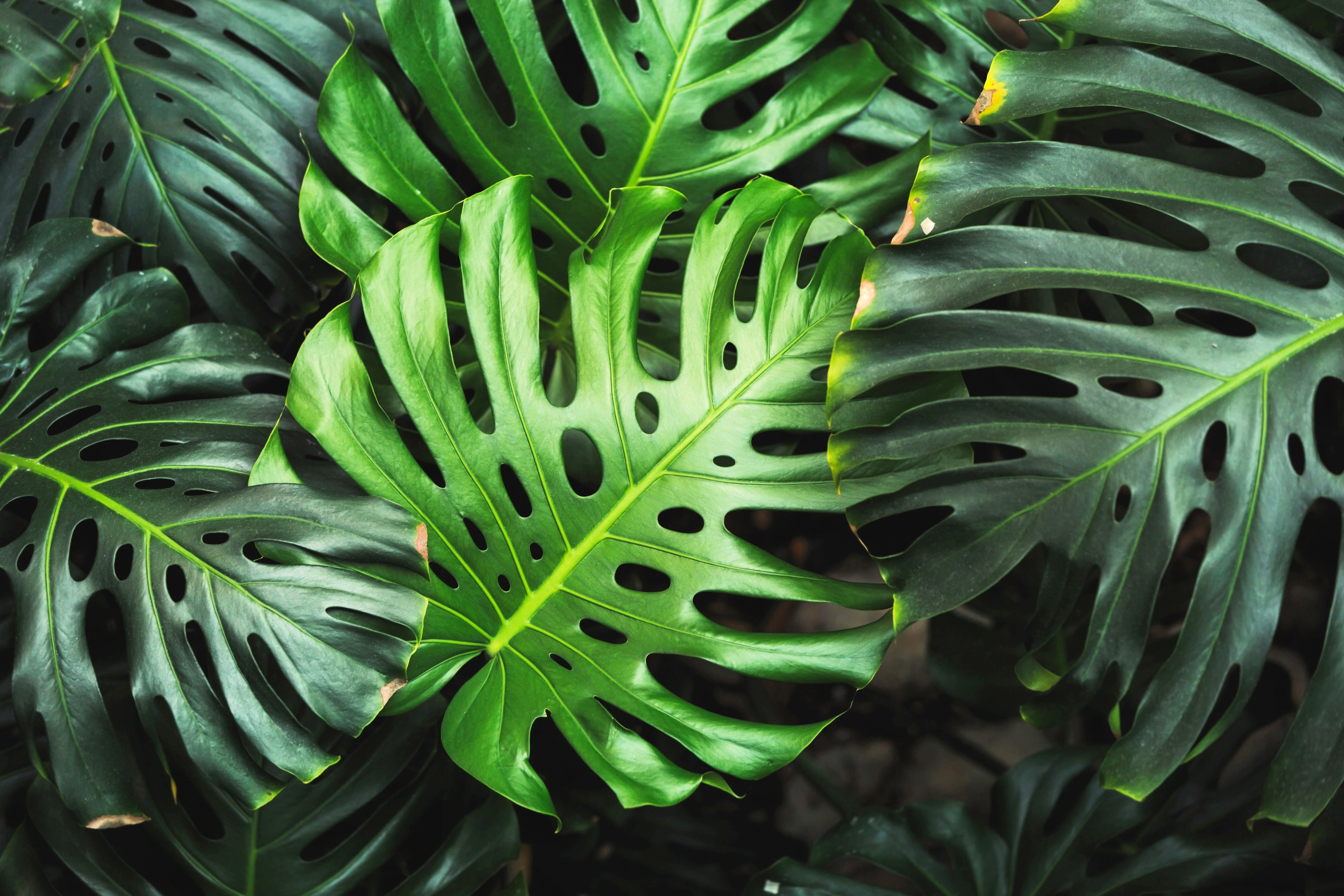 5 Organic SPLIT LEAF PHILODENDRON Monstera Deliciosa Swiss Cheese Plant Vine Seeds - Image 13