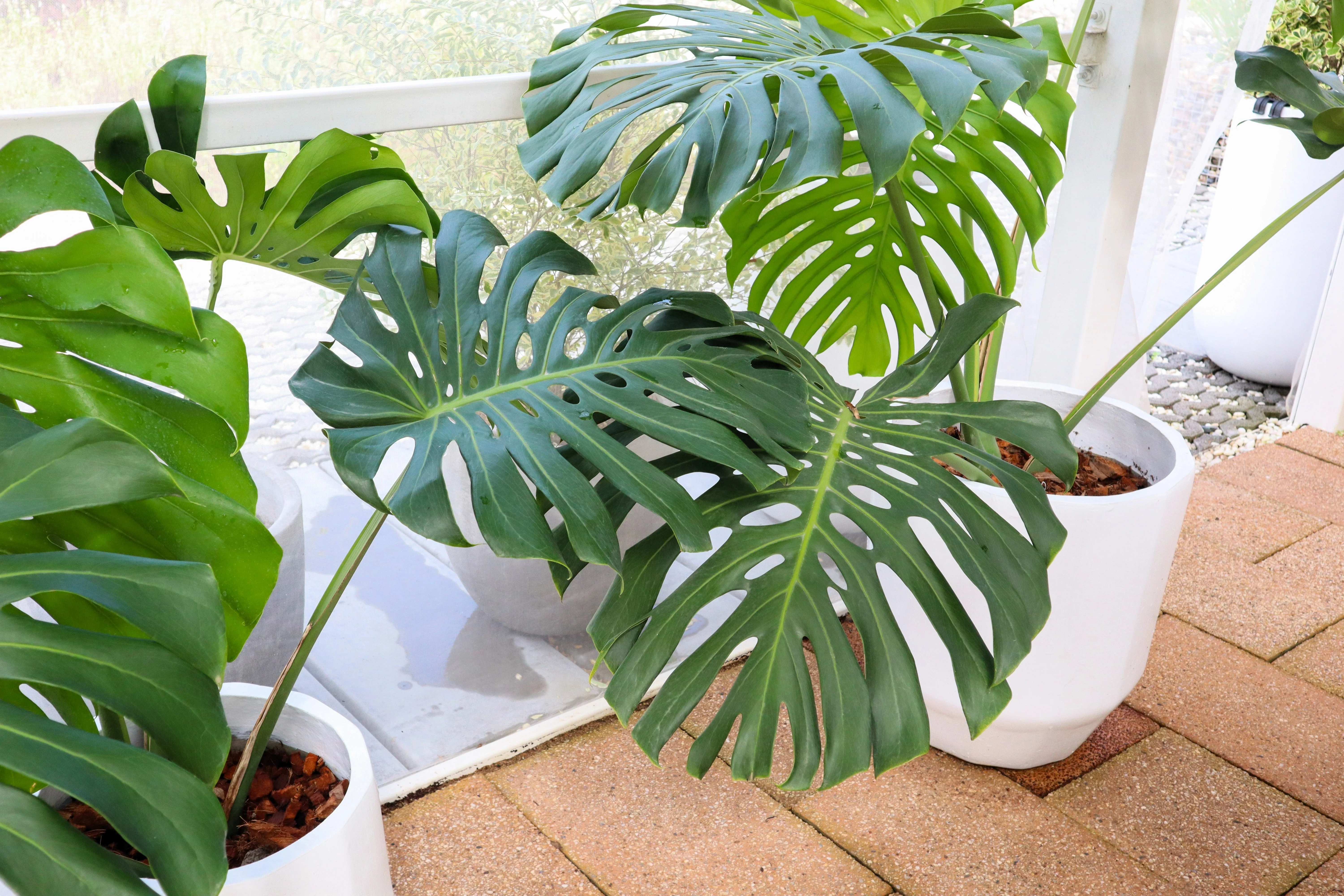 5 Organic SPLIT LEAF PHILODENDRON Monstera Deliciosa Swiss Cheese Plant Vine Seeds - Image 4