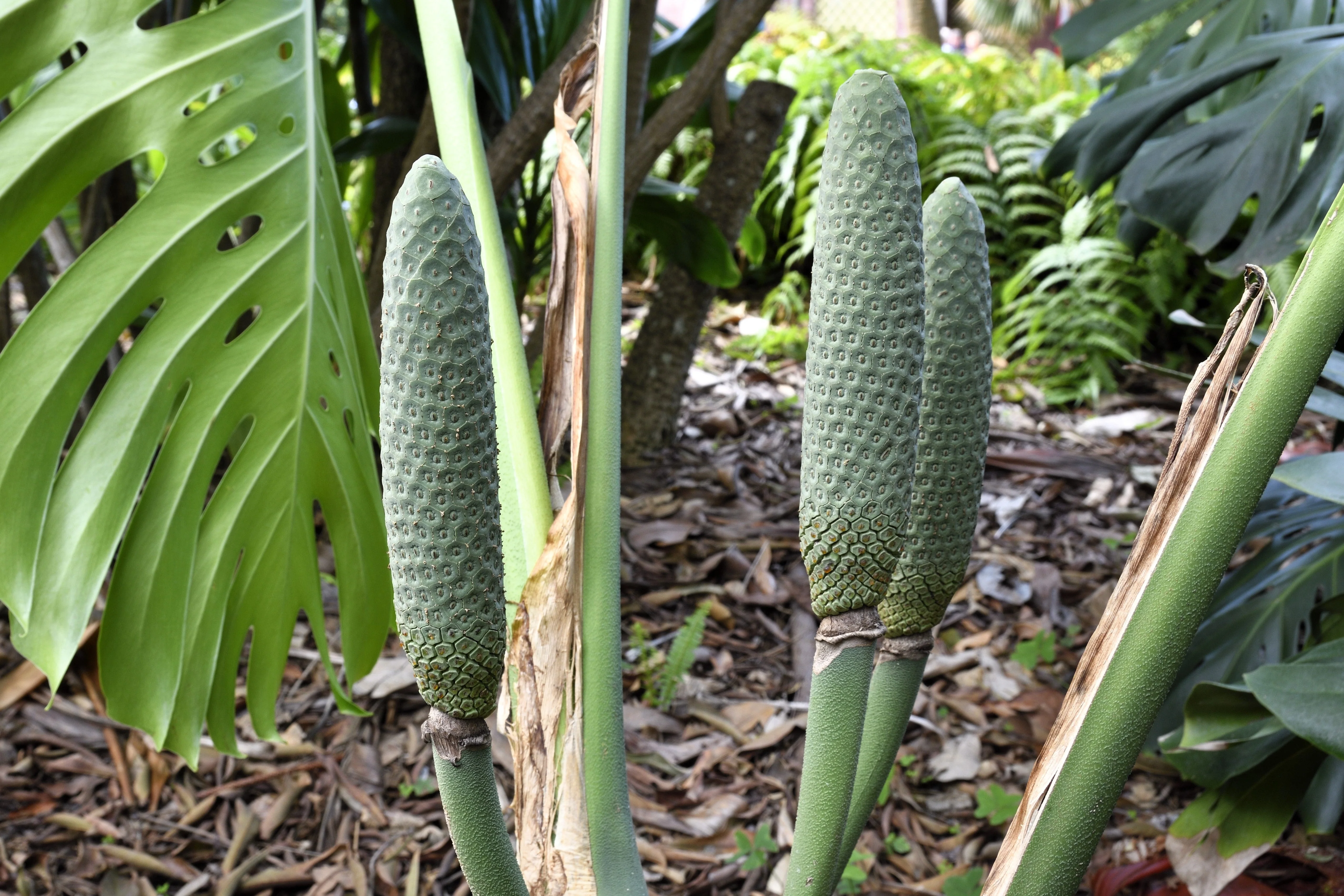 5 Organic SPLIT LEAF PHILODENDRON Monstera Deliciosa Swiss Cheese Plant Vine Seeds - Image 9