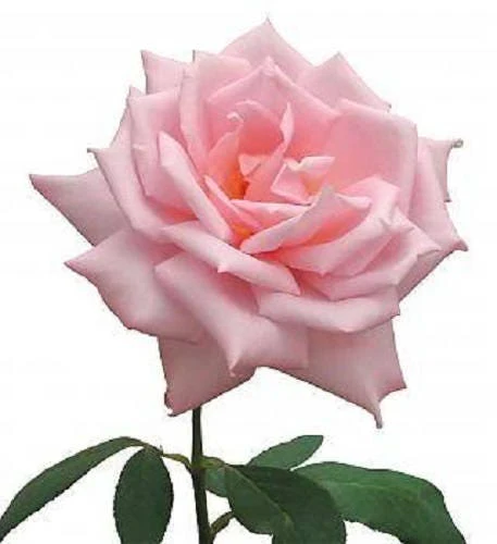 5 PINK ROSE Rosa Bush Shrub Perennial Flower Seeds - Image 3