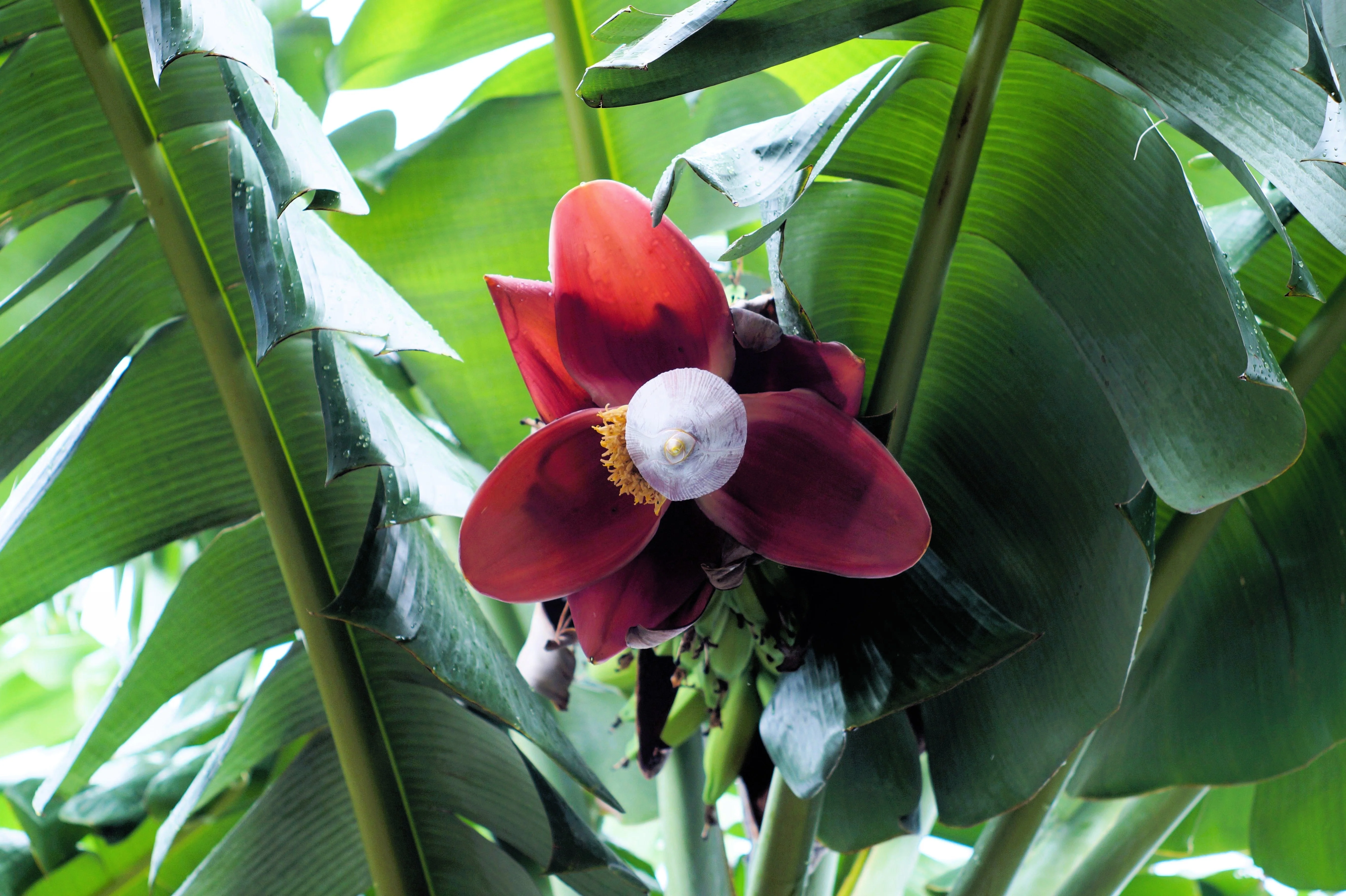 5 PLANTAIN BANANA Musa Balbisiana Hardy Red Flowering Sweet Wild Fruit Tree Seeds - Image 2