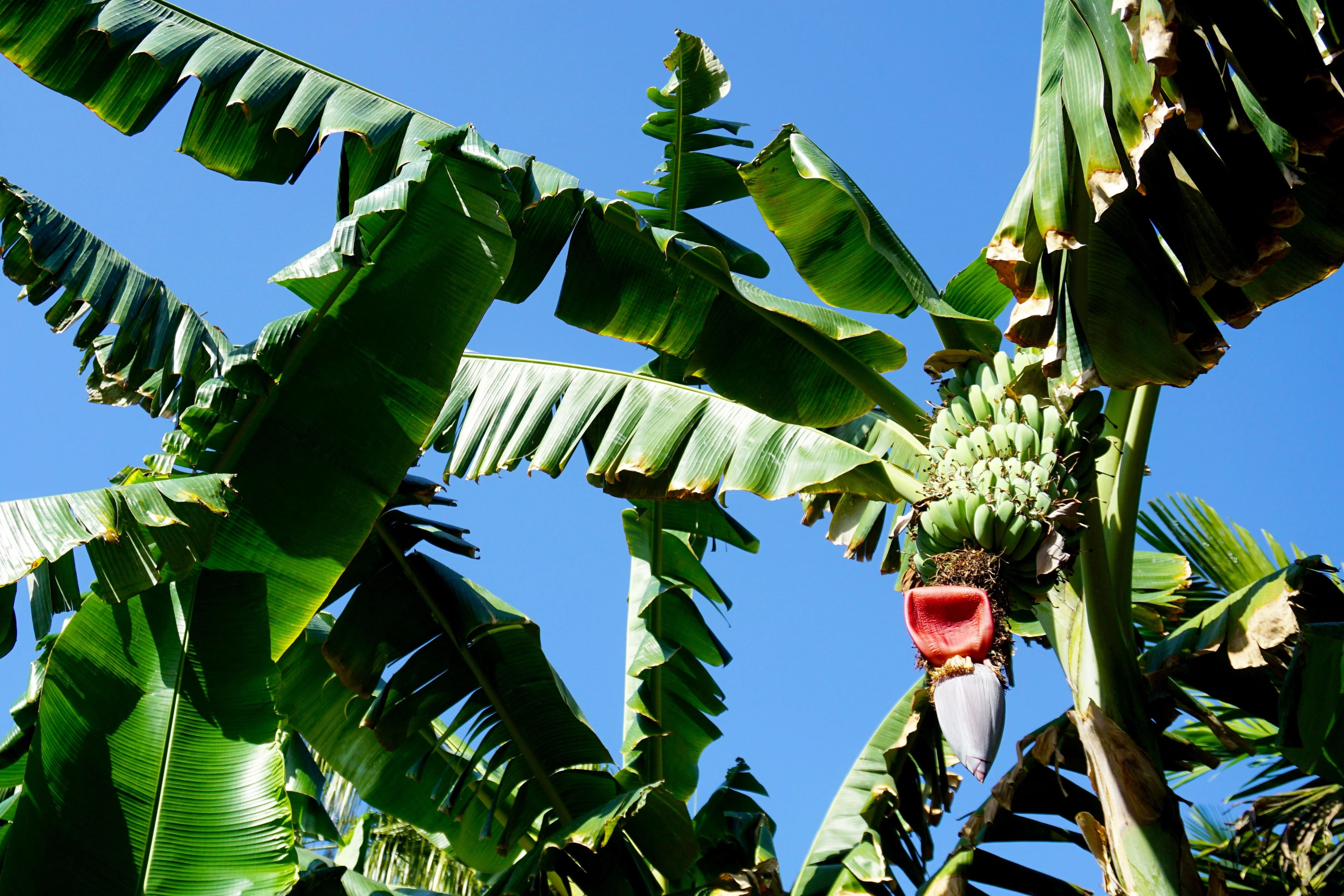 5 PLANTAIN BANANA Musa Balbisiana Hardy Red Flowering Sweet Wild Fruit Tree Seeds - Image 9